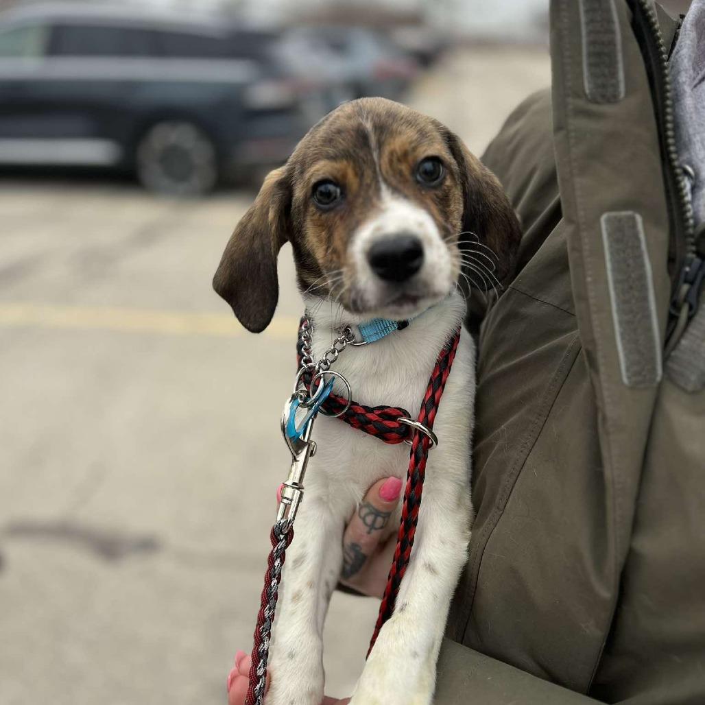 Enlarge Tom, a Adoptable mixed breed in St. Charles, IL image 6/6