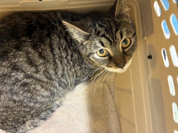 Troll Doll, Adoptable, Young Female Domestic Short Hair.