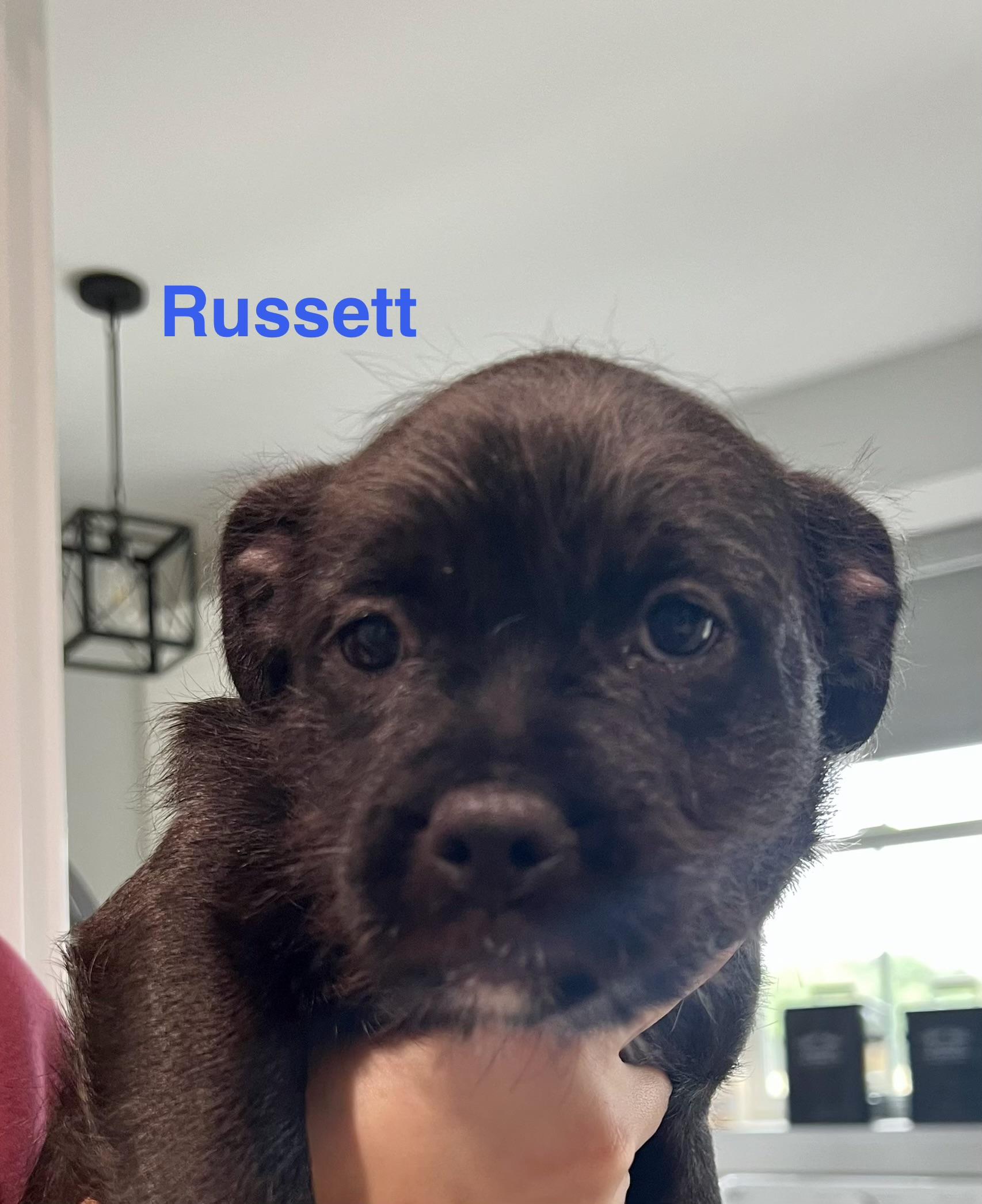 Russet, adopted, Puppy Female Pug & Schnauzer.