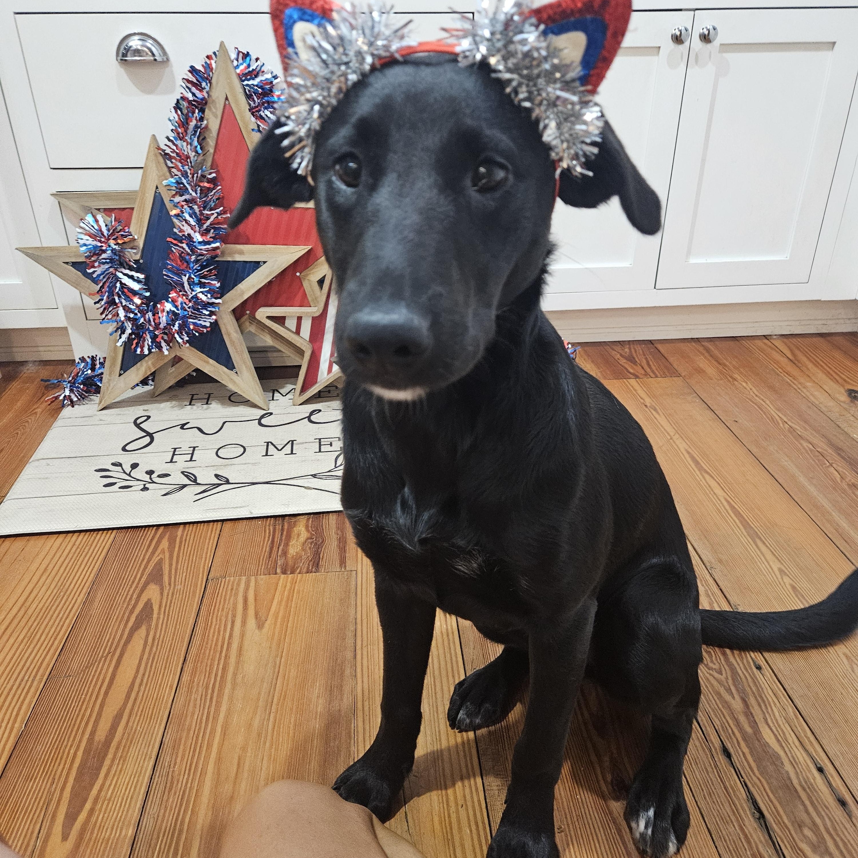 Harlow - Fostered in NJ photo 3