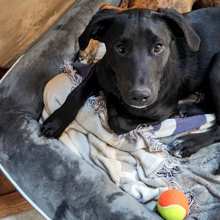 Harlow - Fostered in NJ photo 5