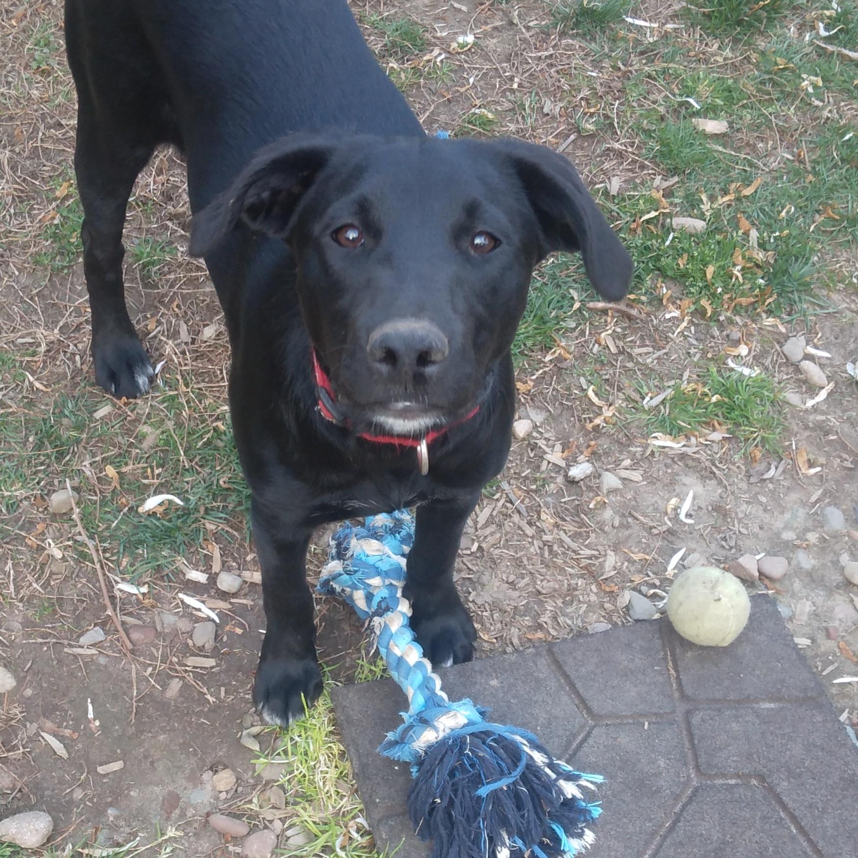 Harlow - Fostered in NJ