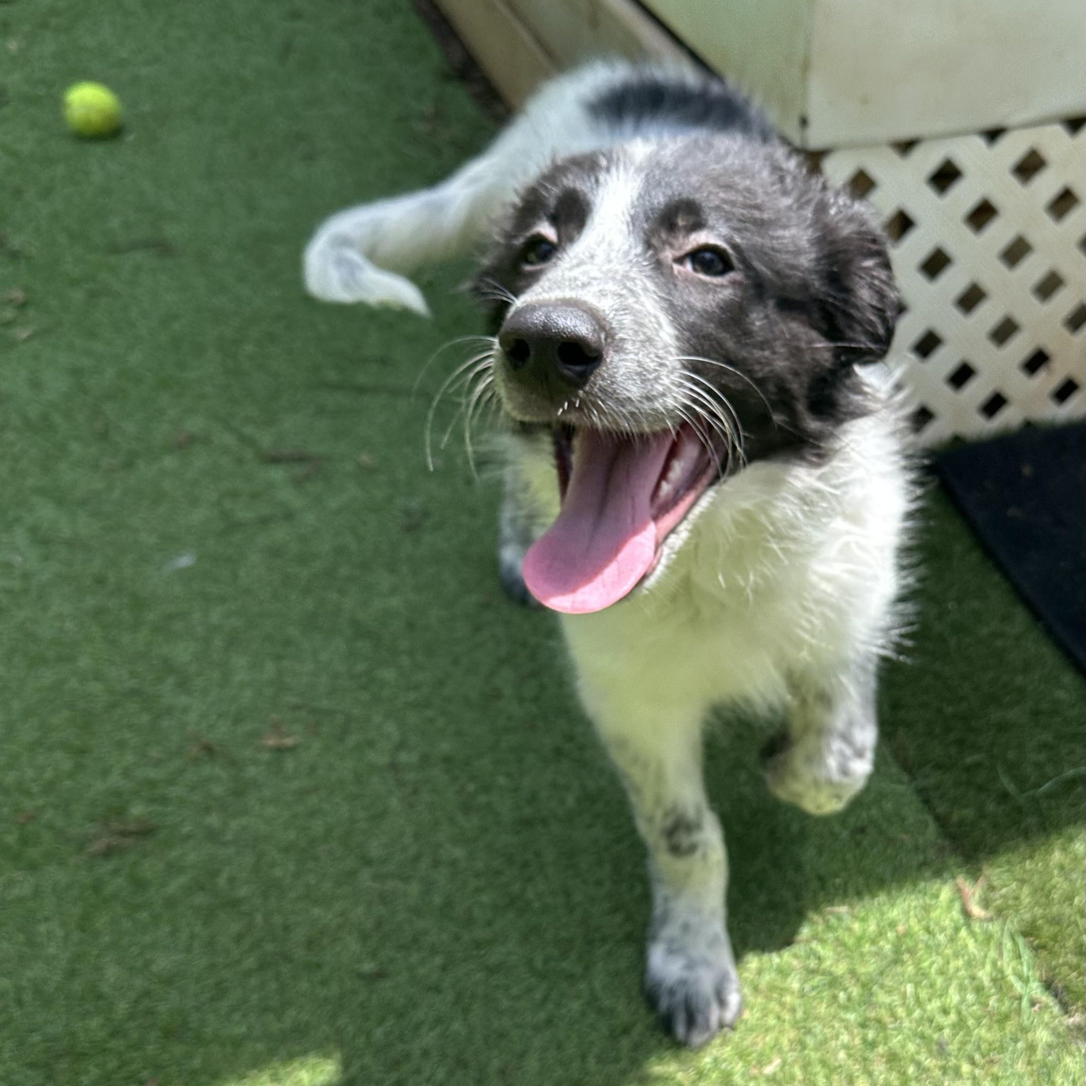Lila, Adoptable, Puppy Female Australian Shepherd.