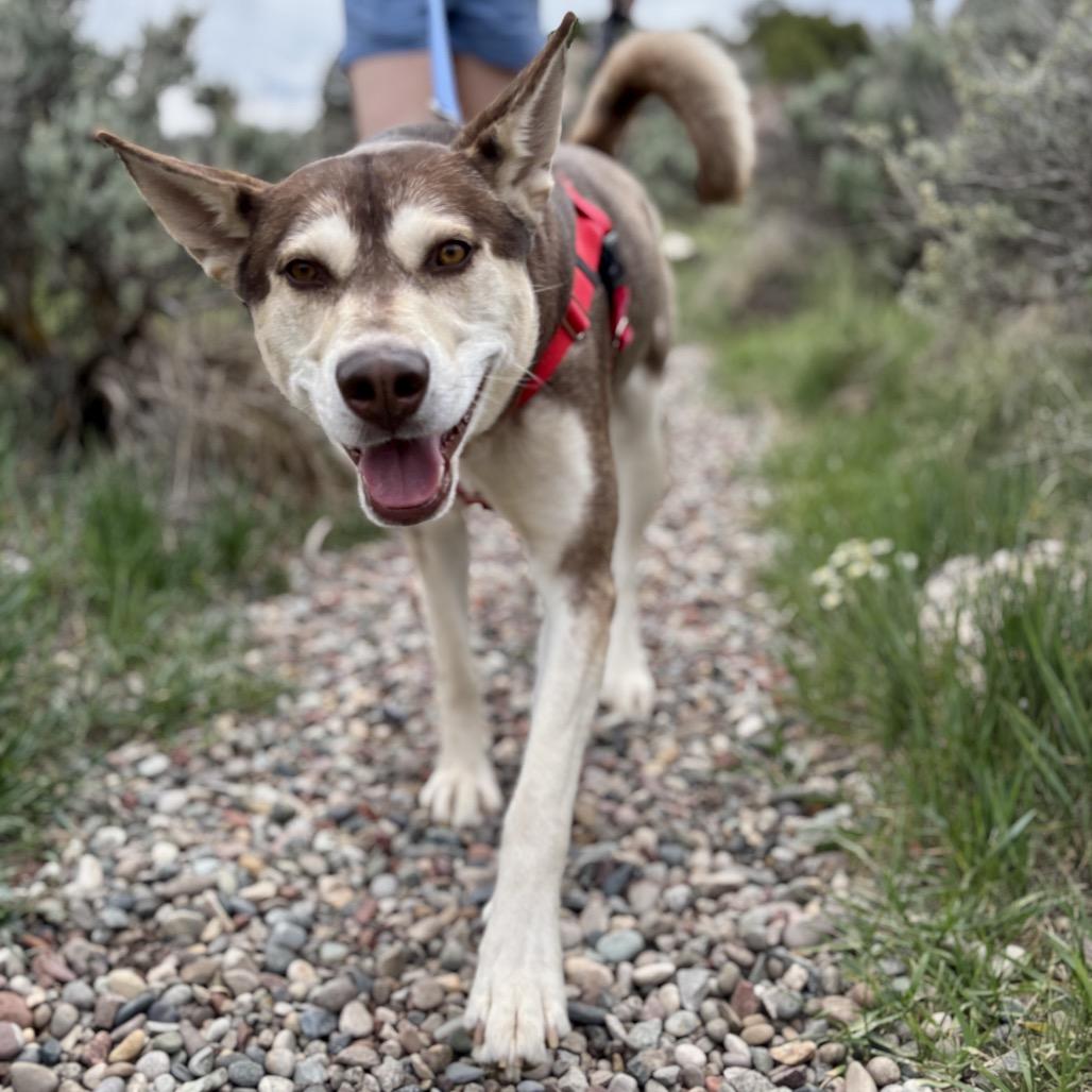 Zeus, Adoptable, Adult Male Husky & Shepherd.
