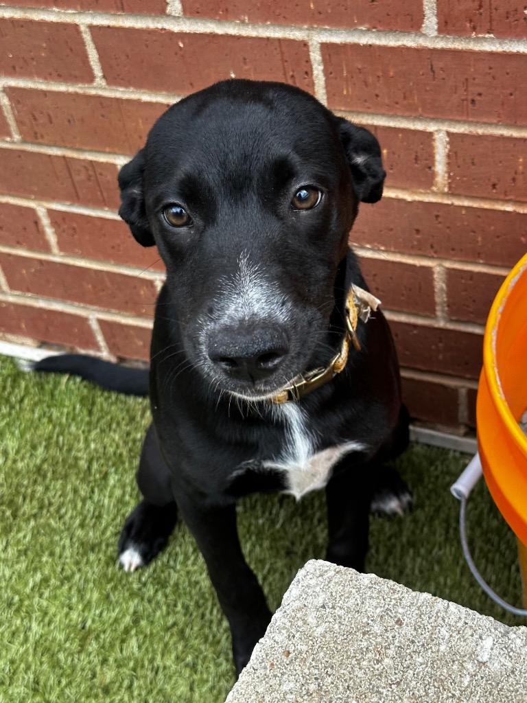 Serena, Adoptable, Puppy Female Labrador Retriever.