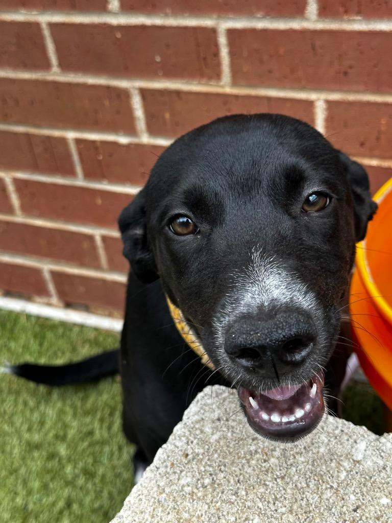 Enlarge Serena, a Adoptable Labrador Retriever in Newcastle, OK image 2/4