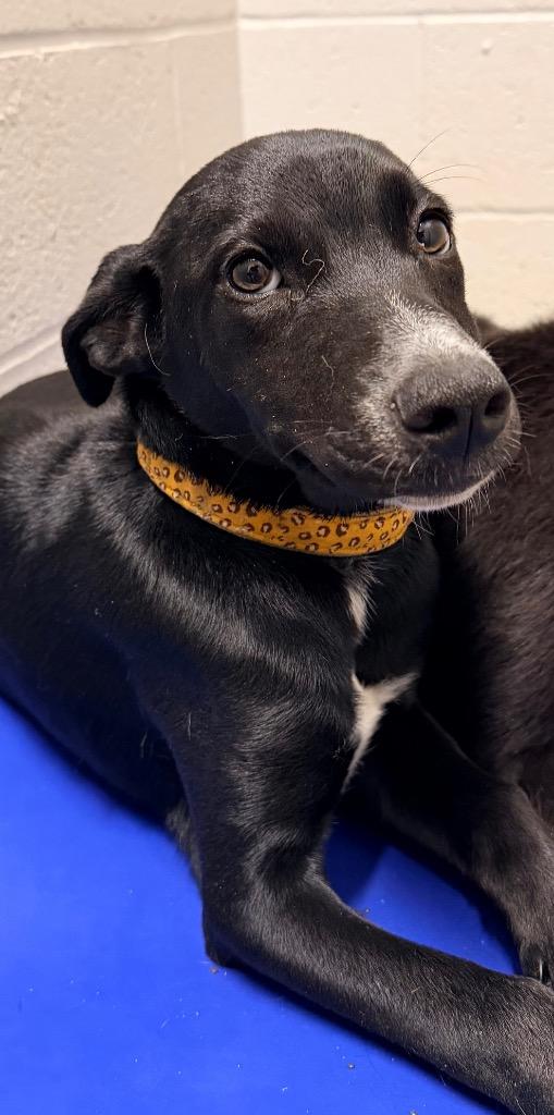 Enlarge Serena, a Adoptable Labrador Retriever in Newcastle, OK image 4/4