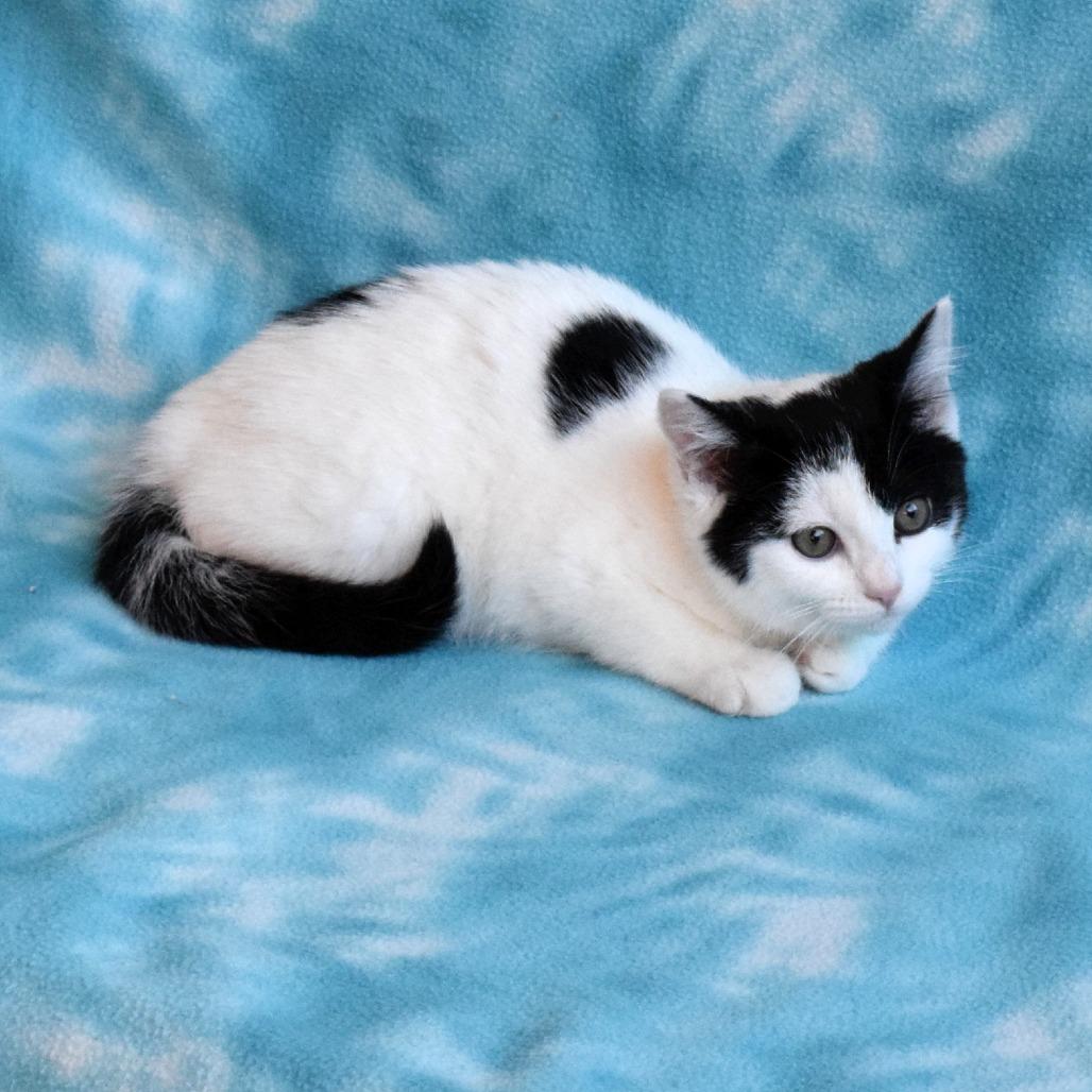 Sarah Sanderson, a Adoptable Domestic Short Hair in Eureka, CA image 1/4