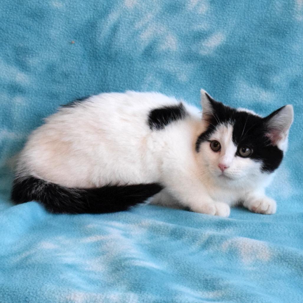 Sarah Sanderson, a Adoptable Domestic Short Hair in Eureka, CA image 3/4