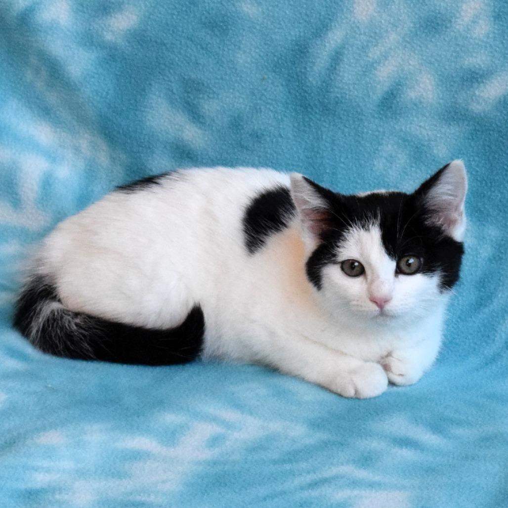 Sarah Sanderson, a Adoptable Domestic Short Hair in Eureka, CA image 4/4