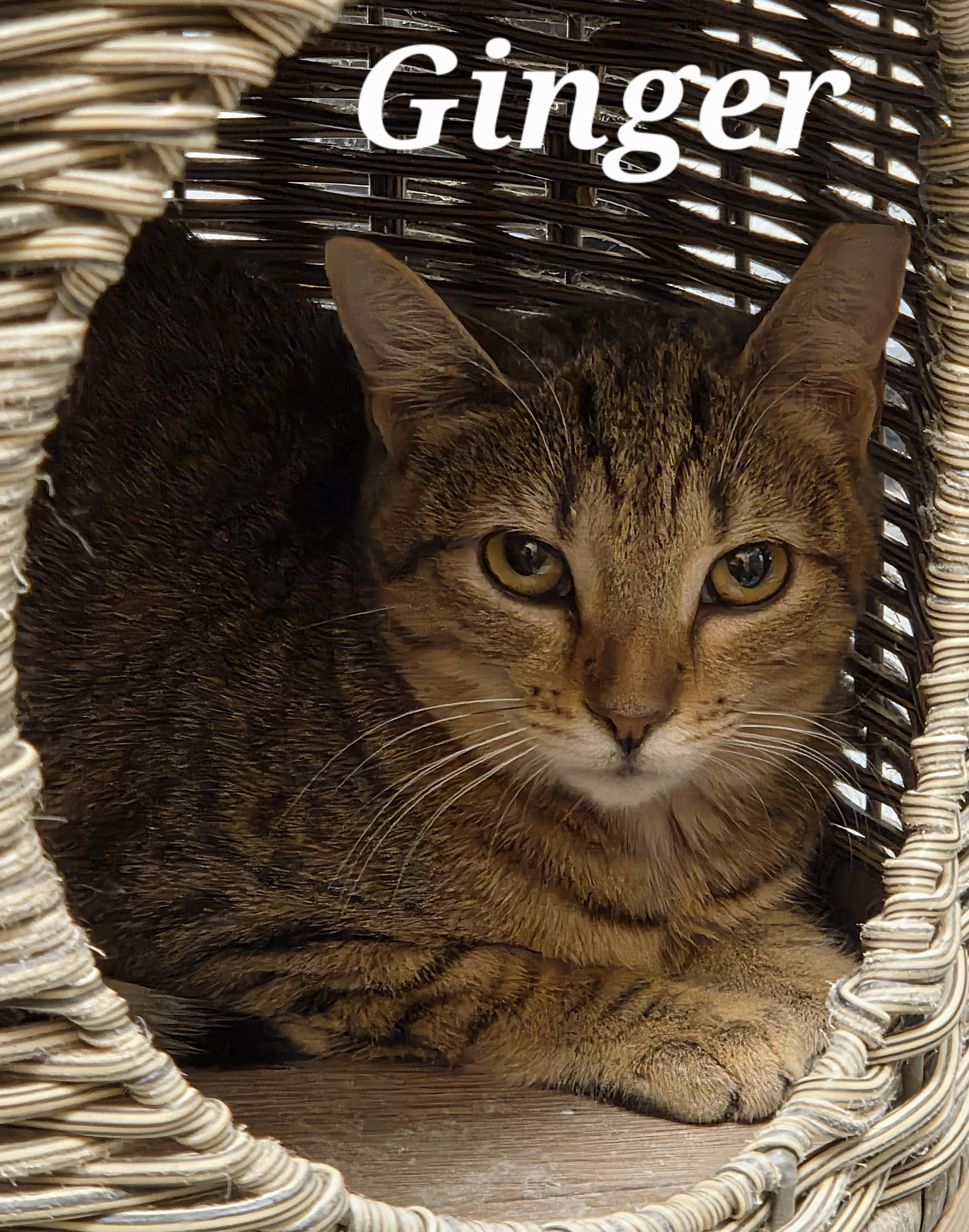 Enlarge Ginger, a ADOPTABLE Tabby in Monroeville, PA image 1/1