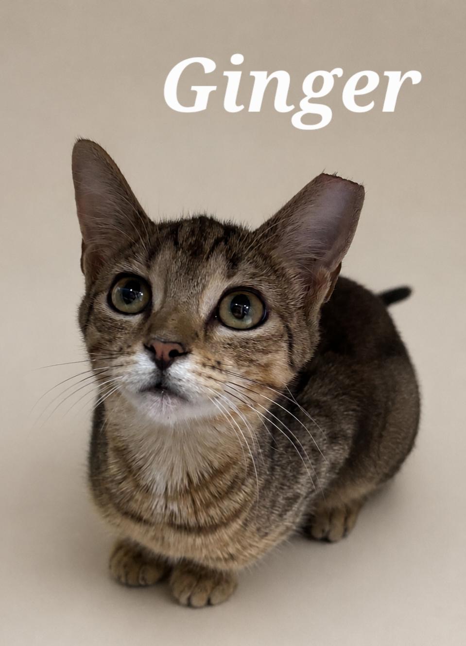 Ginger, ADOPTABLE, Kitten Female Tabby.