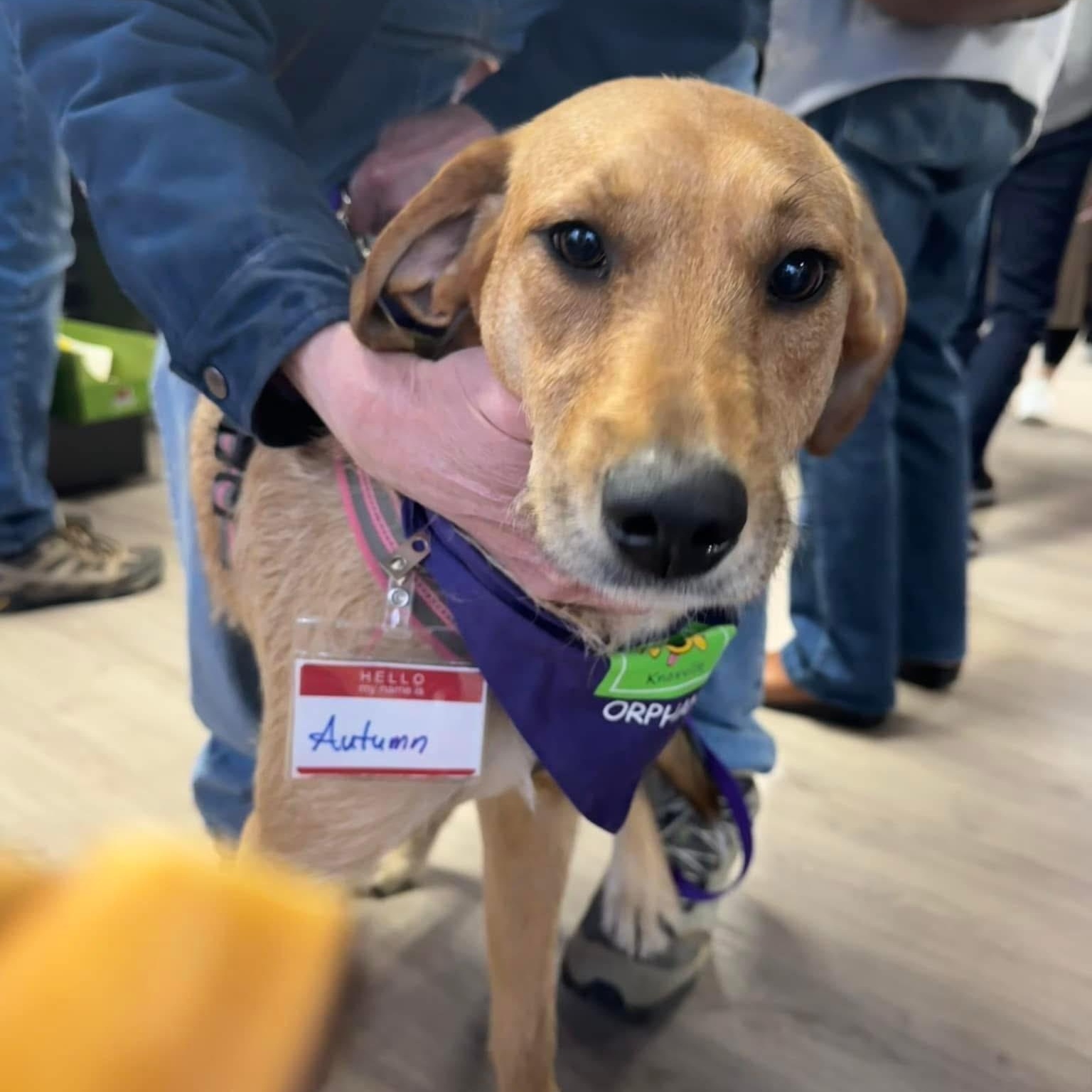 Enlarge Autumn, a Adopted mixed breed in Knoxville, TN image 3/5