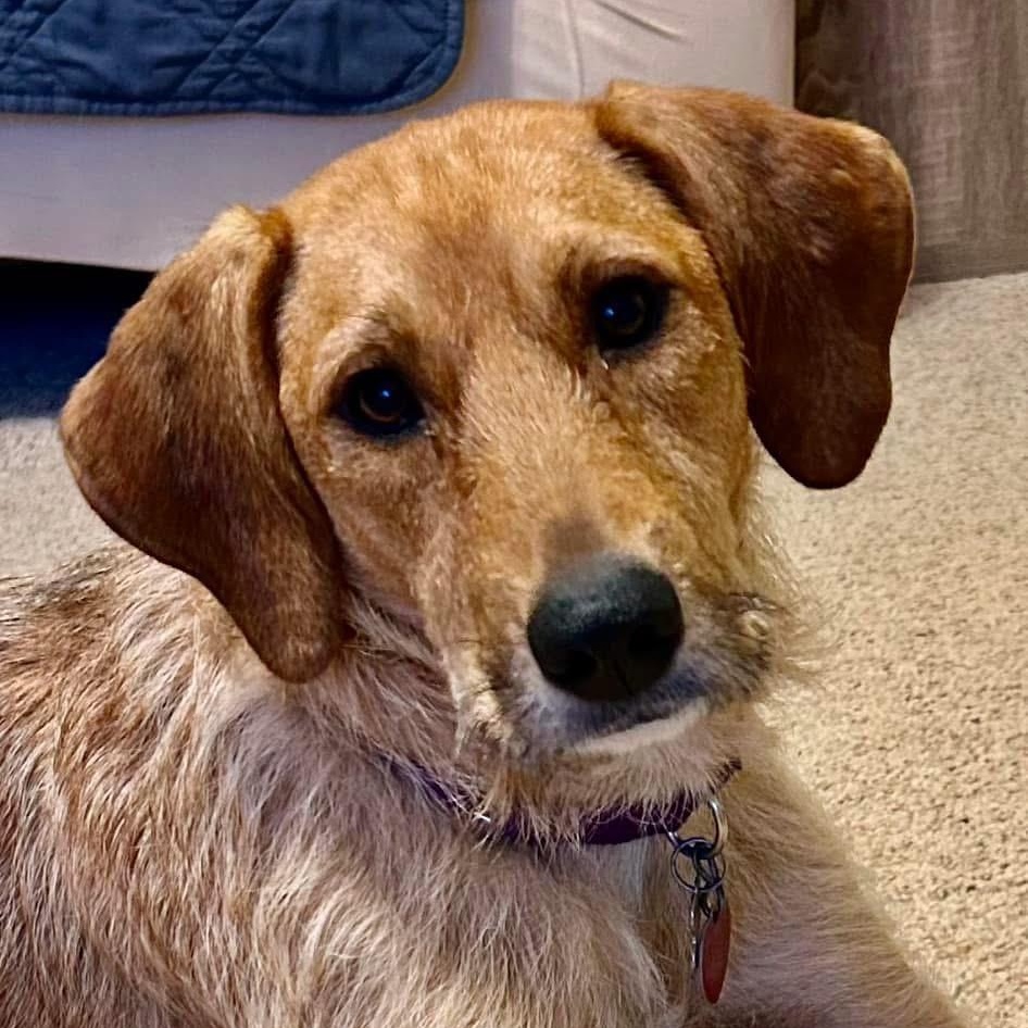 Autumn, Adopted, Young Female Hound & Airedale Terrier.