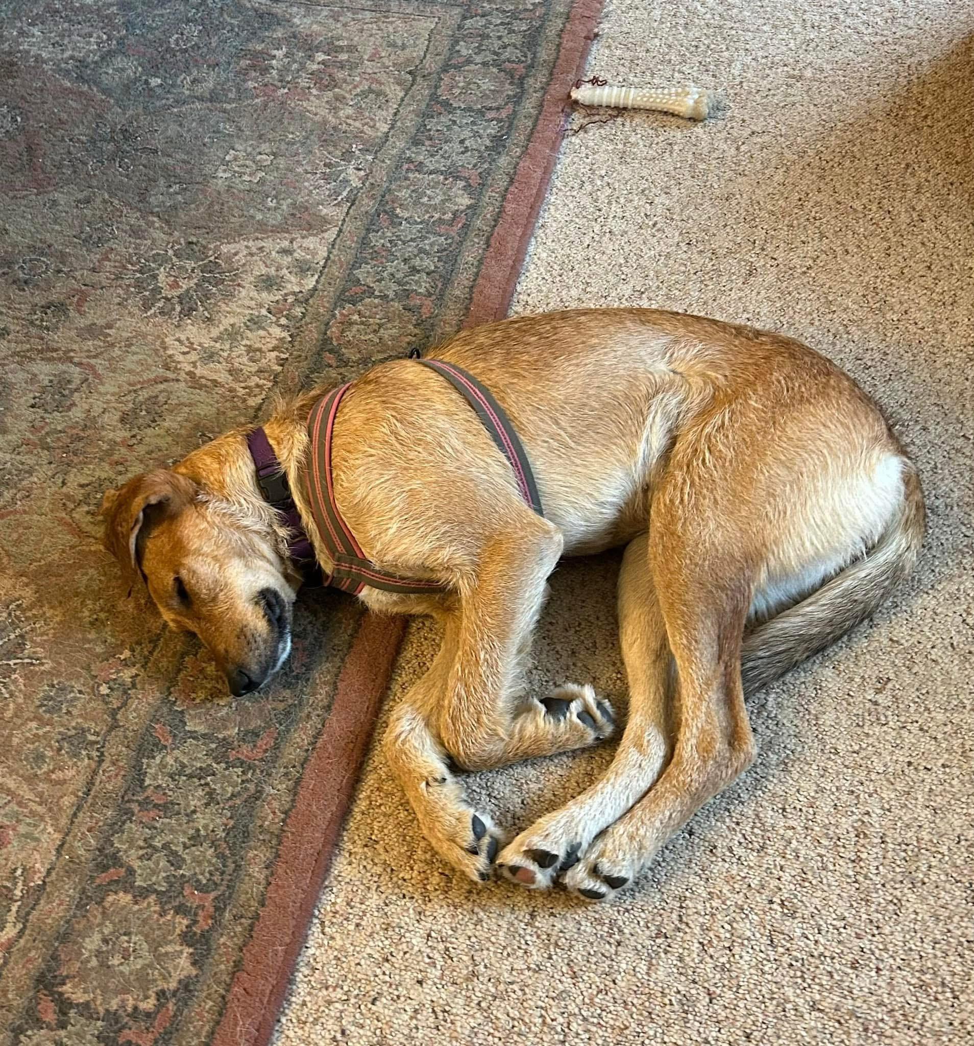 Enlarge Autumn, a Adopted mixed breed in Knoxville, TN image 5/5