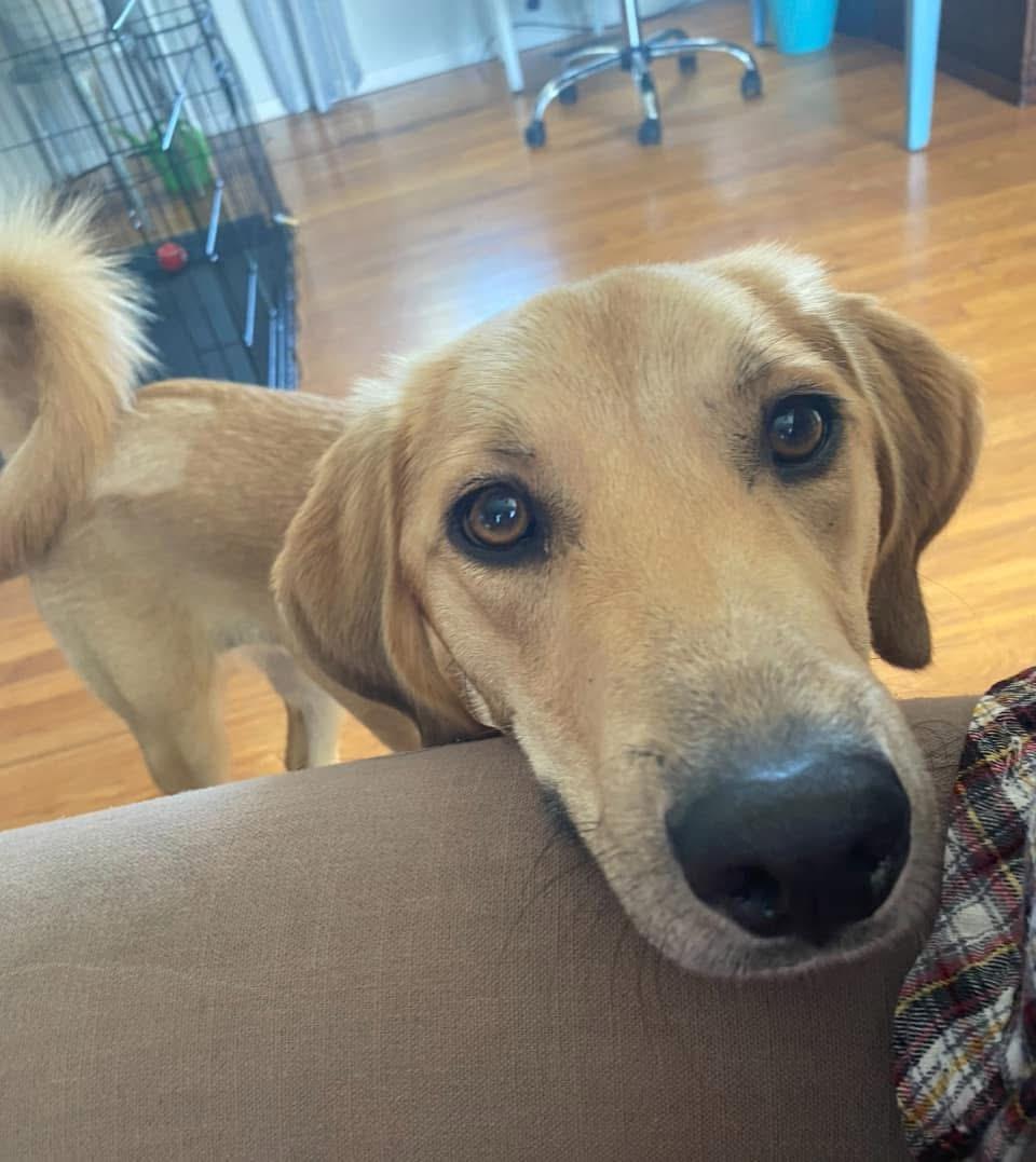 Enlarge Autumn, a Adopted mixed breed in Knoxville, TN image 2/5