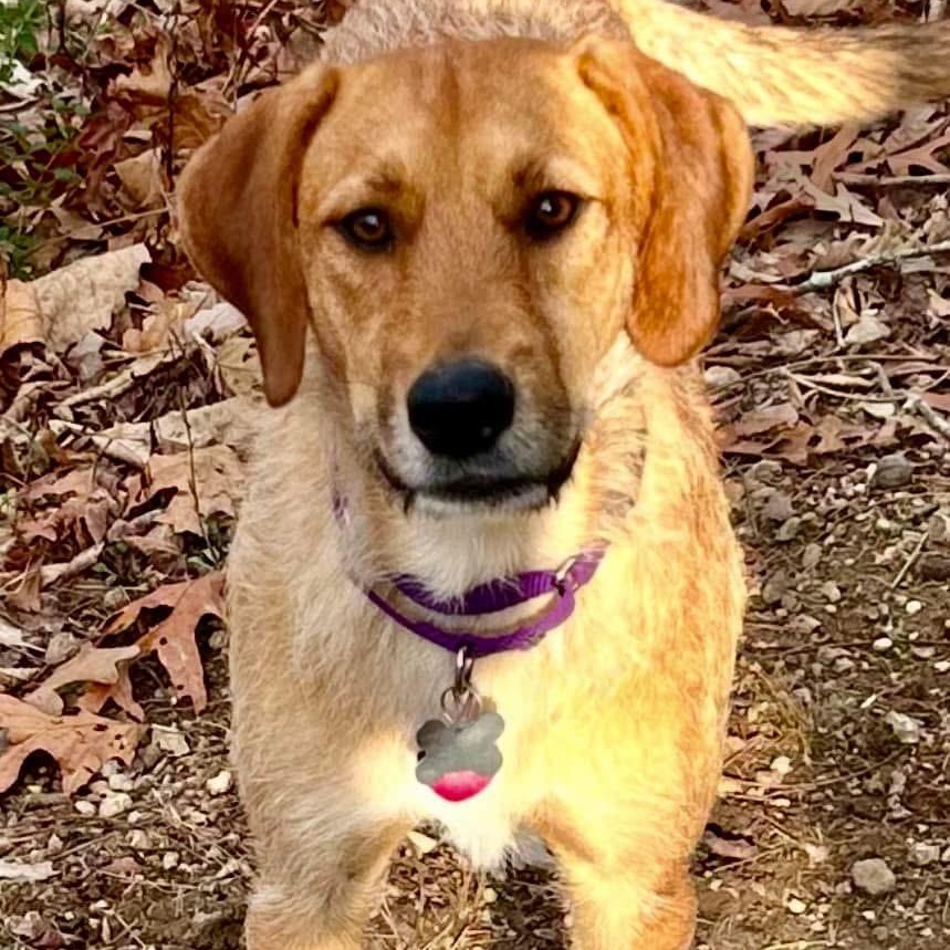 Enlarge Autumn, a Adopted mixed breed in Knoxville, TN image 4/5