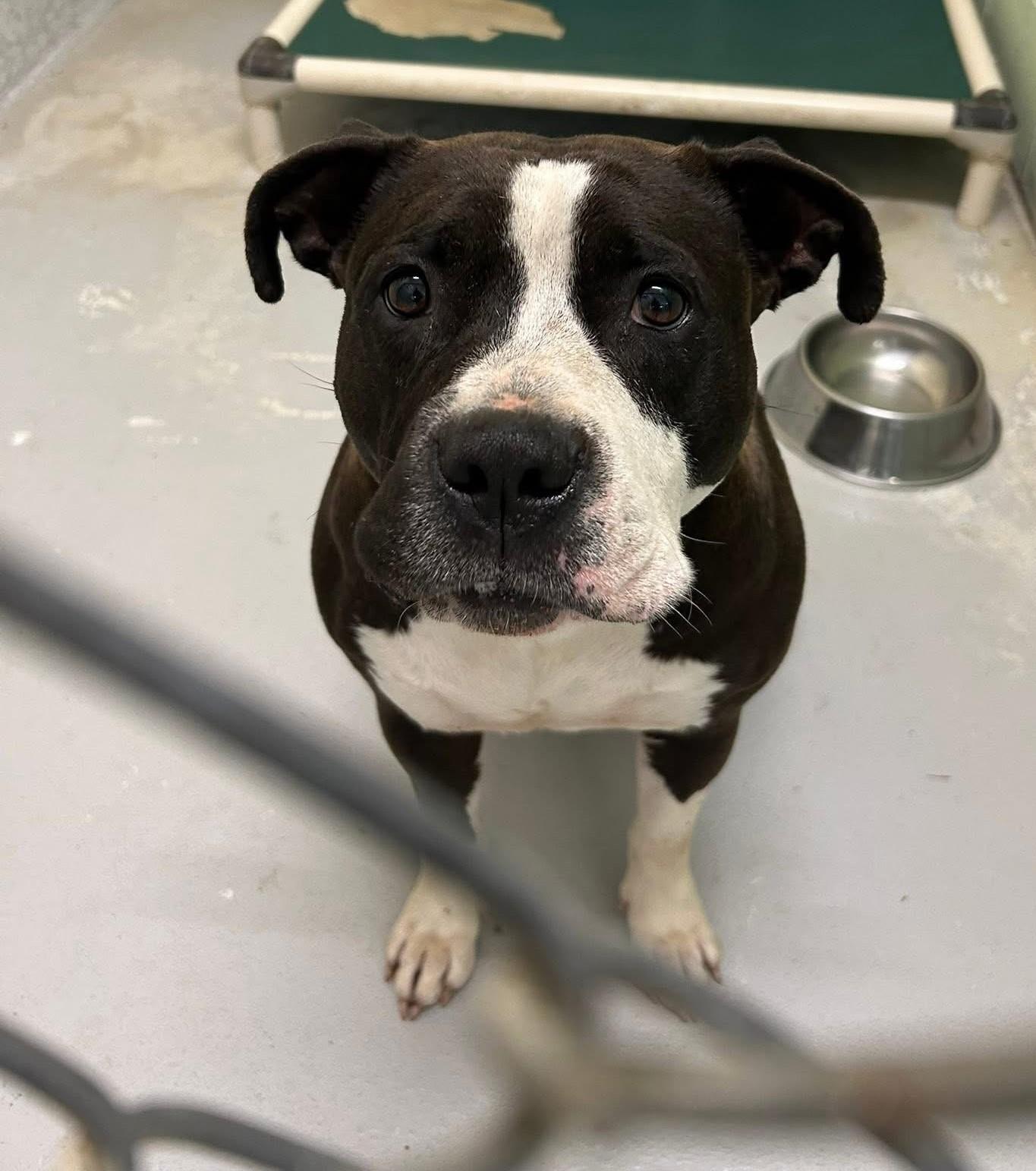 Enlarge Hippo, a Adoptable Pit Bull Terrier in Elberon, VA image 1/1