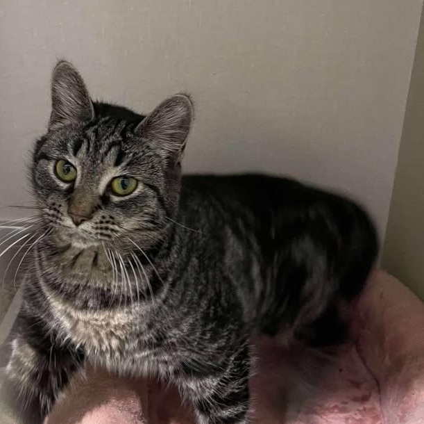 Otter, ADOPTABLE, Young Female Domestic Short Hair.