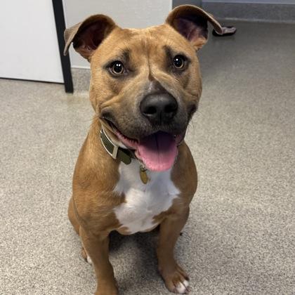 Pancho, ADOPTABLE, Adult Male Mixed Breed.