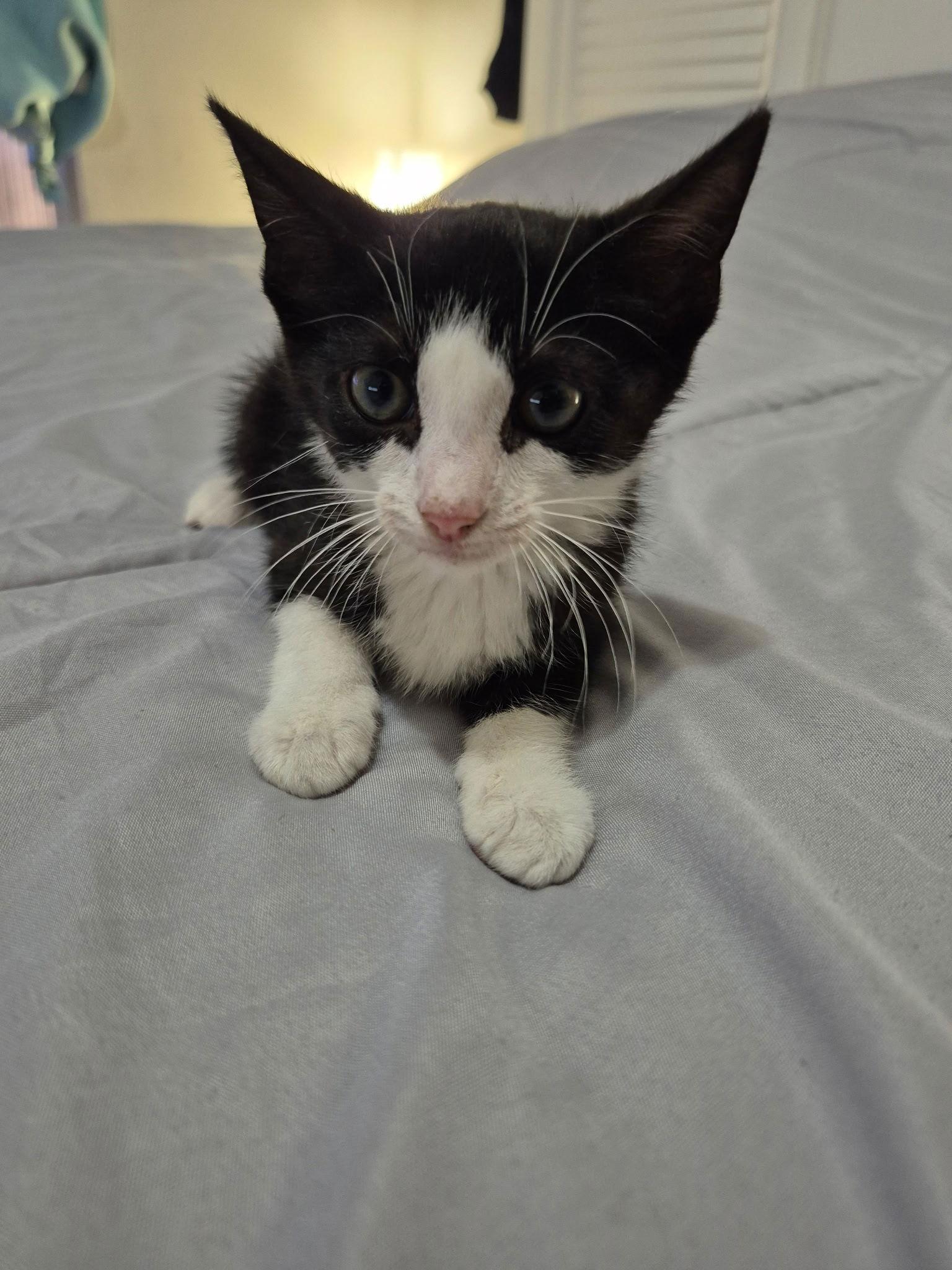 James Bond, Adopted, Kitten Male Domestic Short Hair.