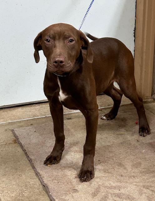 Sammy, an adopted mixed breed in Denison, IA image 3/3