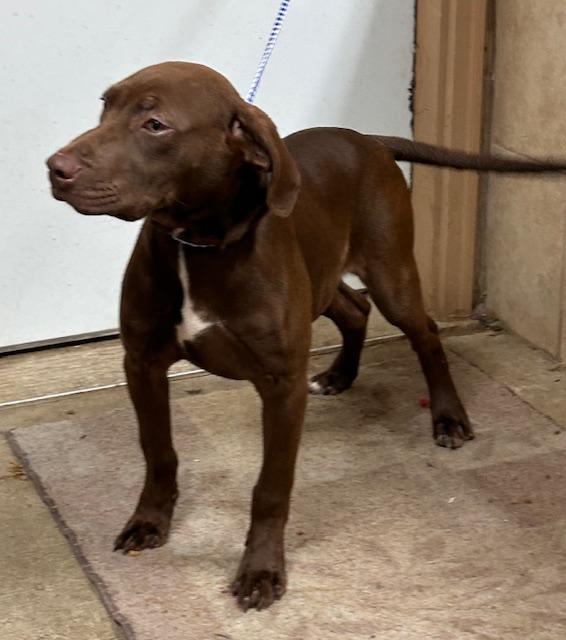 Sammy, an adopted mixed breed in Denison, IA image 2/3