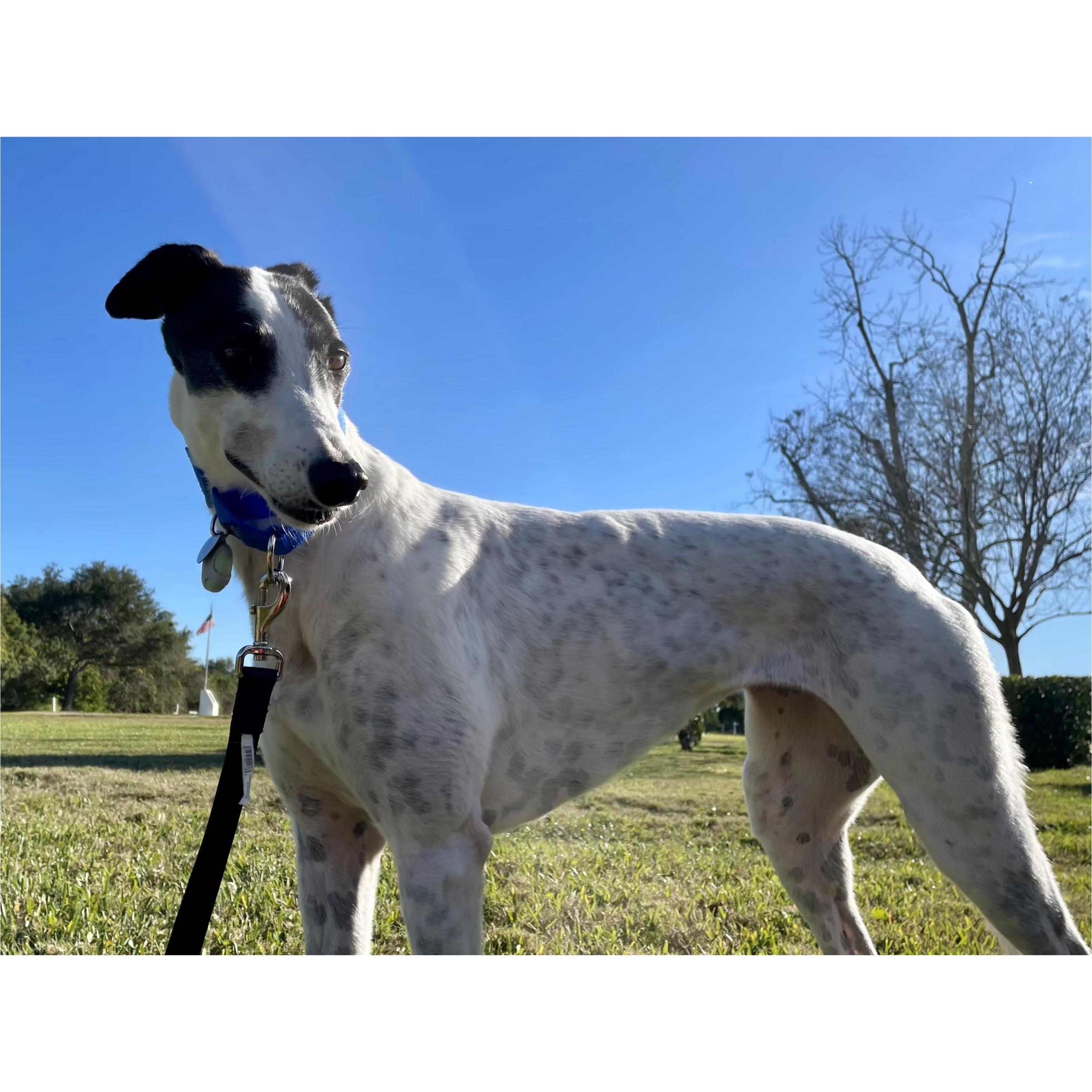 Star Aura thumbnail 3