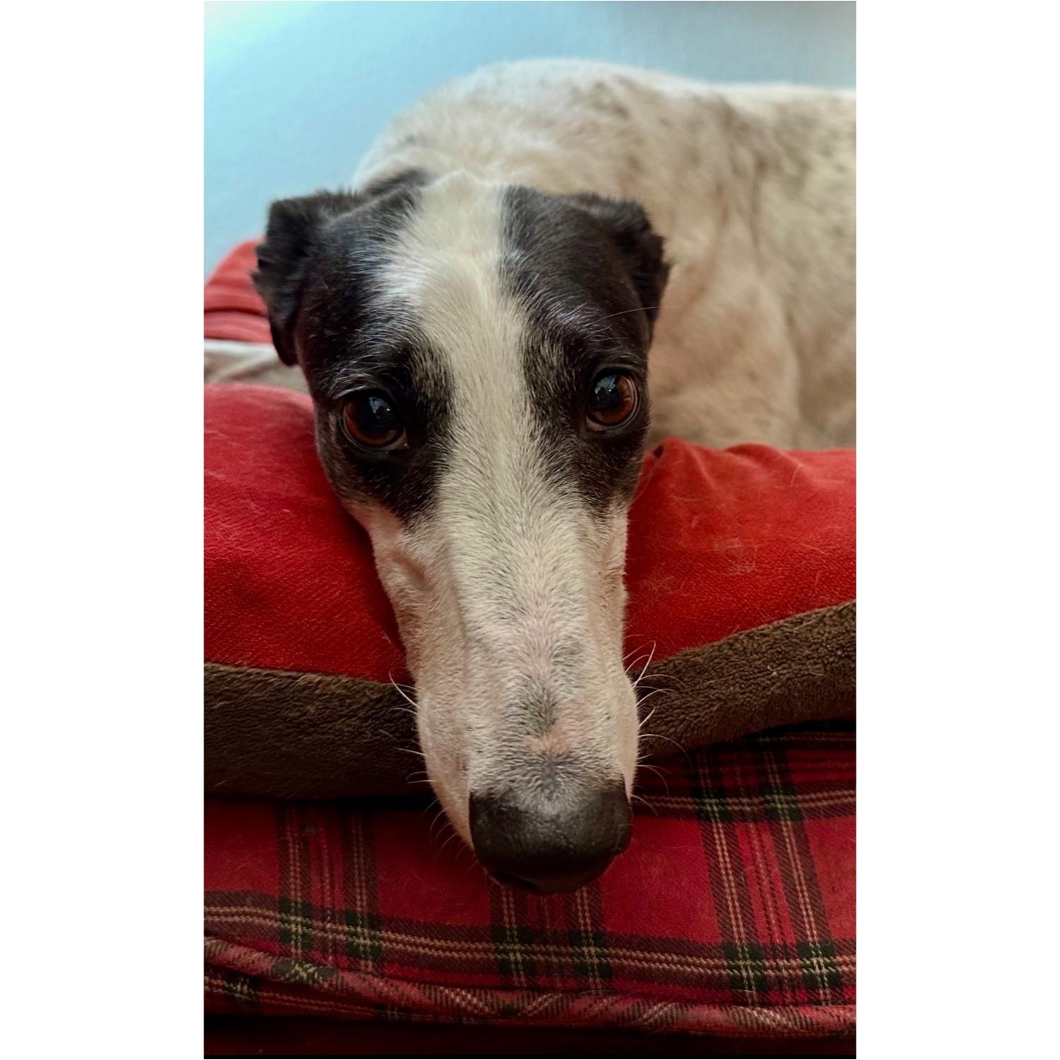 Star Aura thumbnail 4