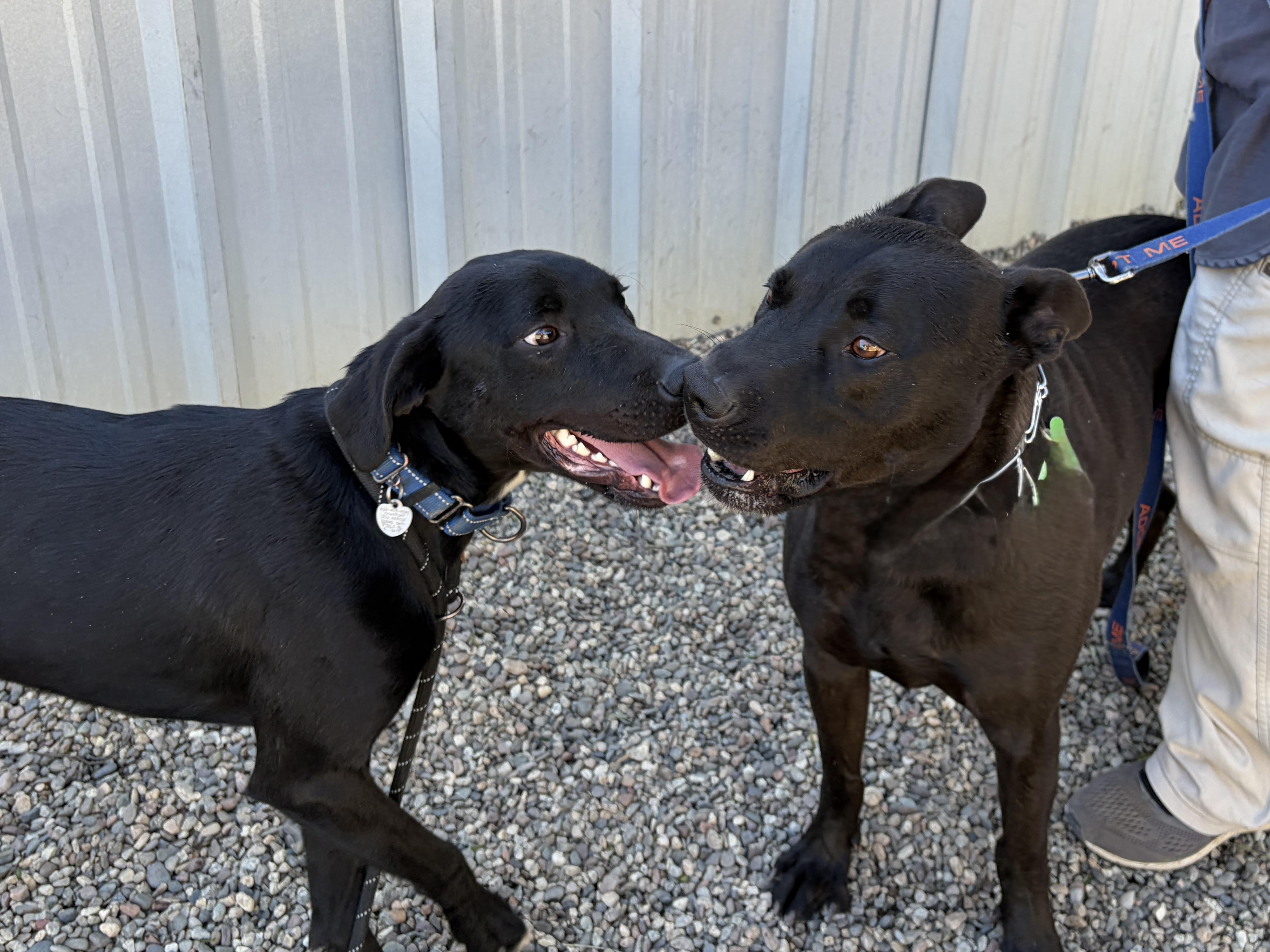 FRANCO, a Adoptable mixed breed in Pasadena, CA image 3/5