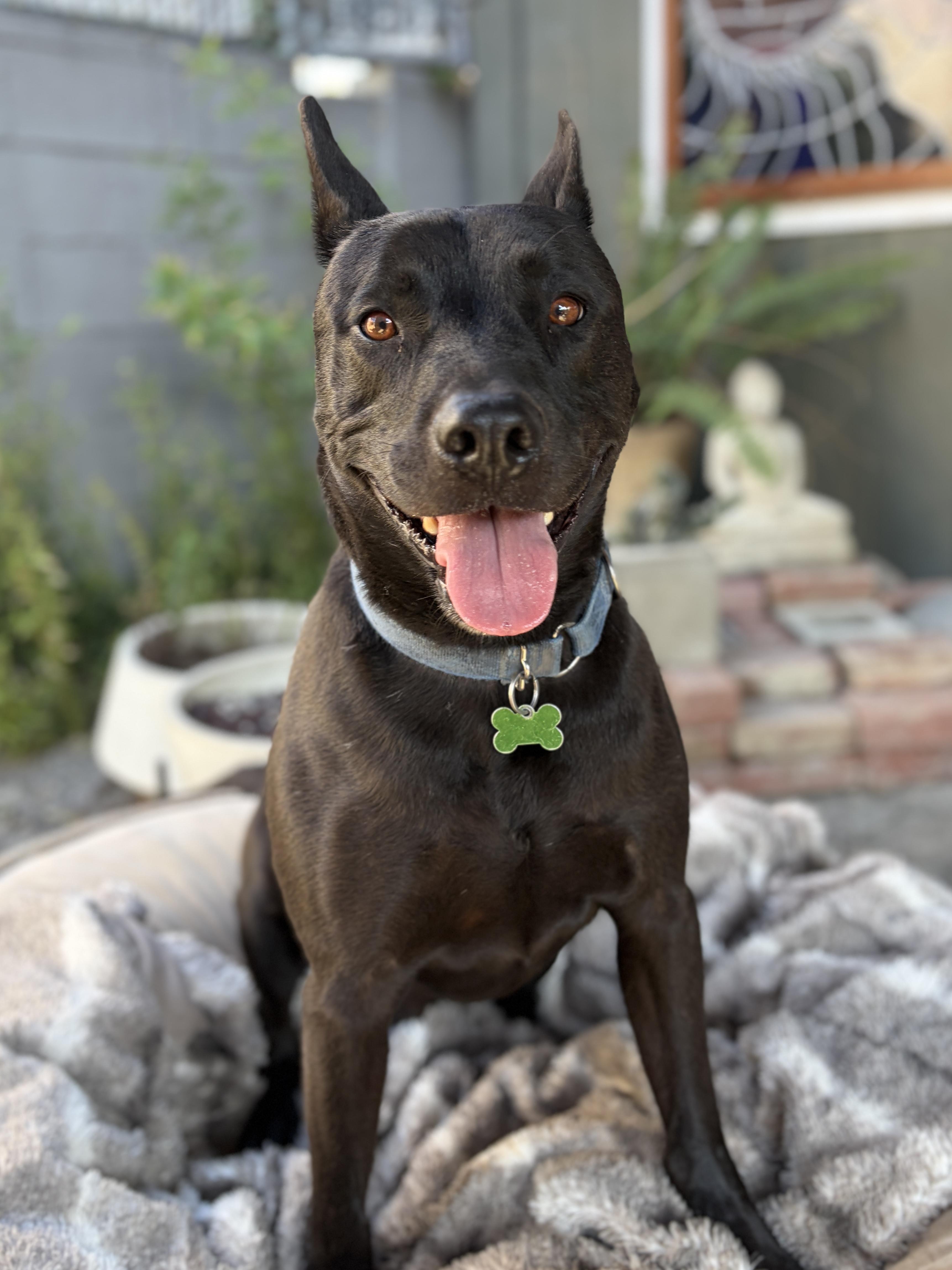 FRANCO, Adoptable, Adult Male Shepherd & American Bully.