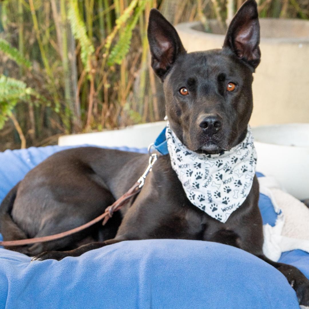 FRANCO, a Adoptable mixed breed in Pasadena, CA image 4/6