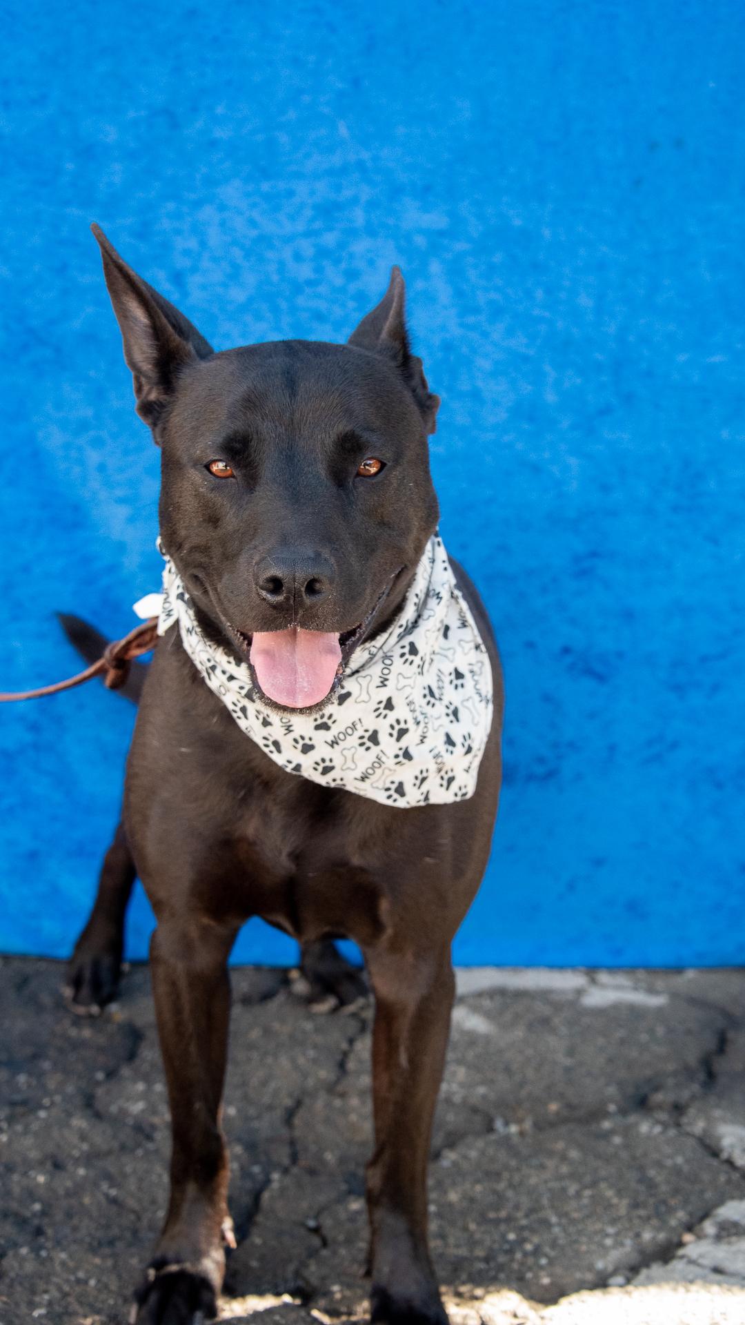 FRANCO, Adoptable, Young Male Shepherd & American Bully.