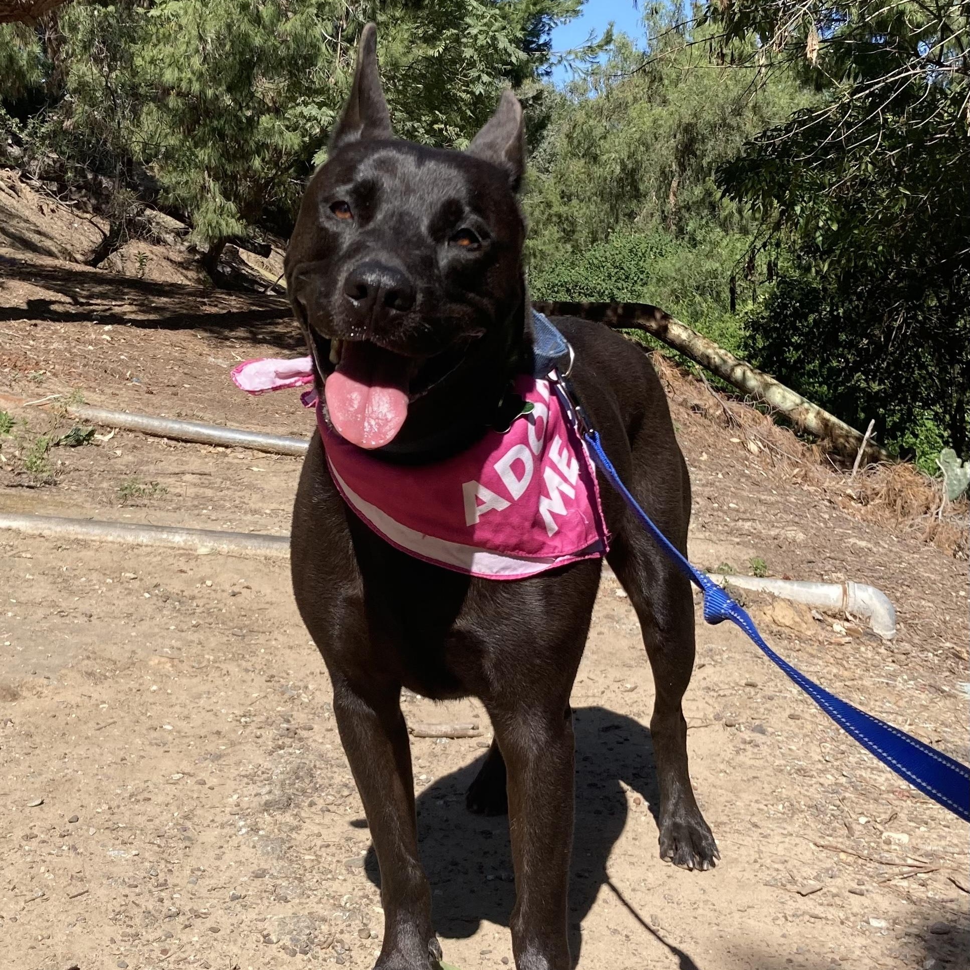 FRANCO, a Adoptable mixed breed in Pasadena, CA image 2/5
