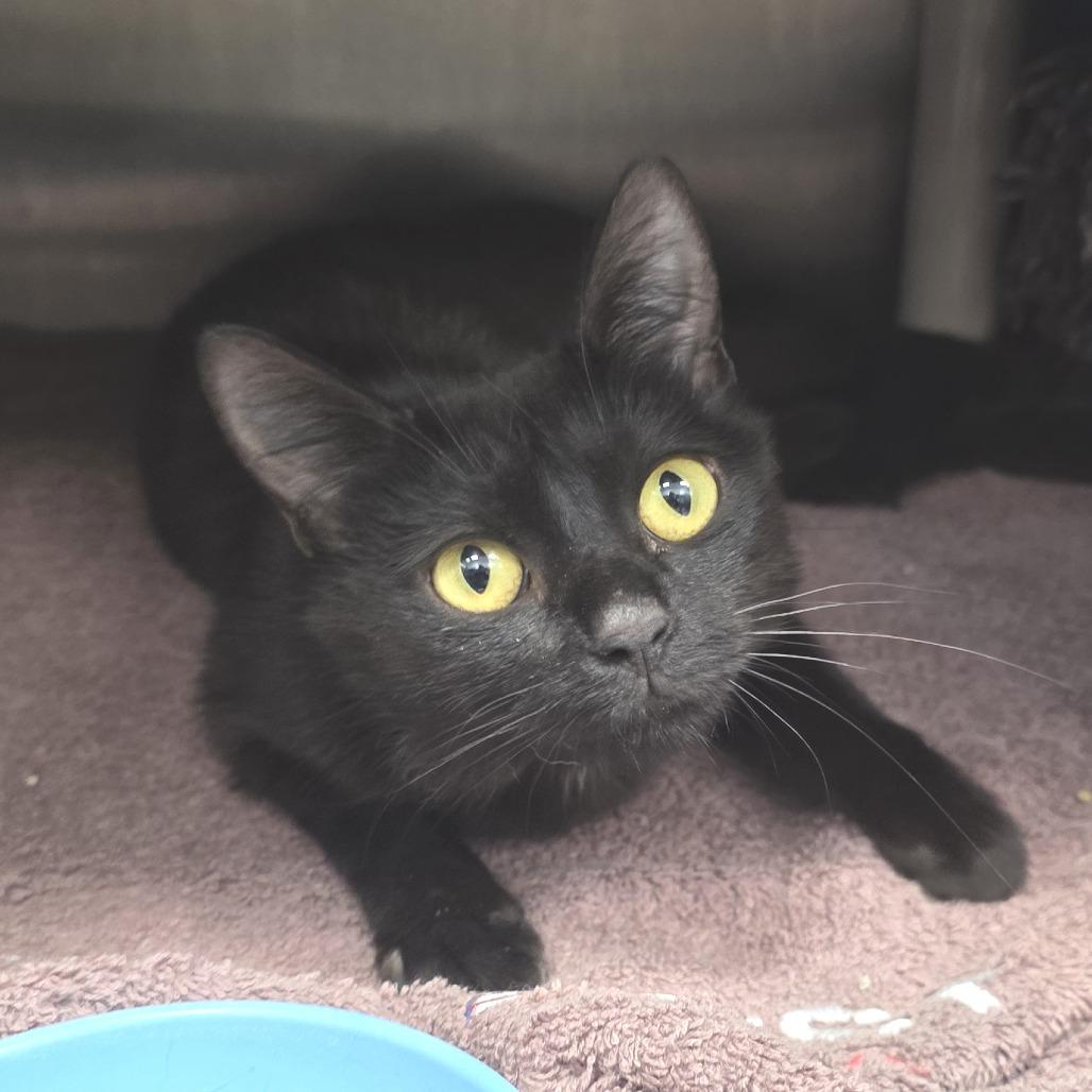 Enlarge Tootsie Pop, a Adoptable Domestic Short Hair in Fort Wayne, IN image 1/1