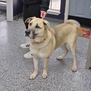 Hunter — thumbnail 5