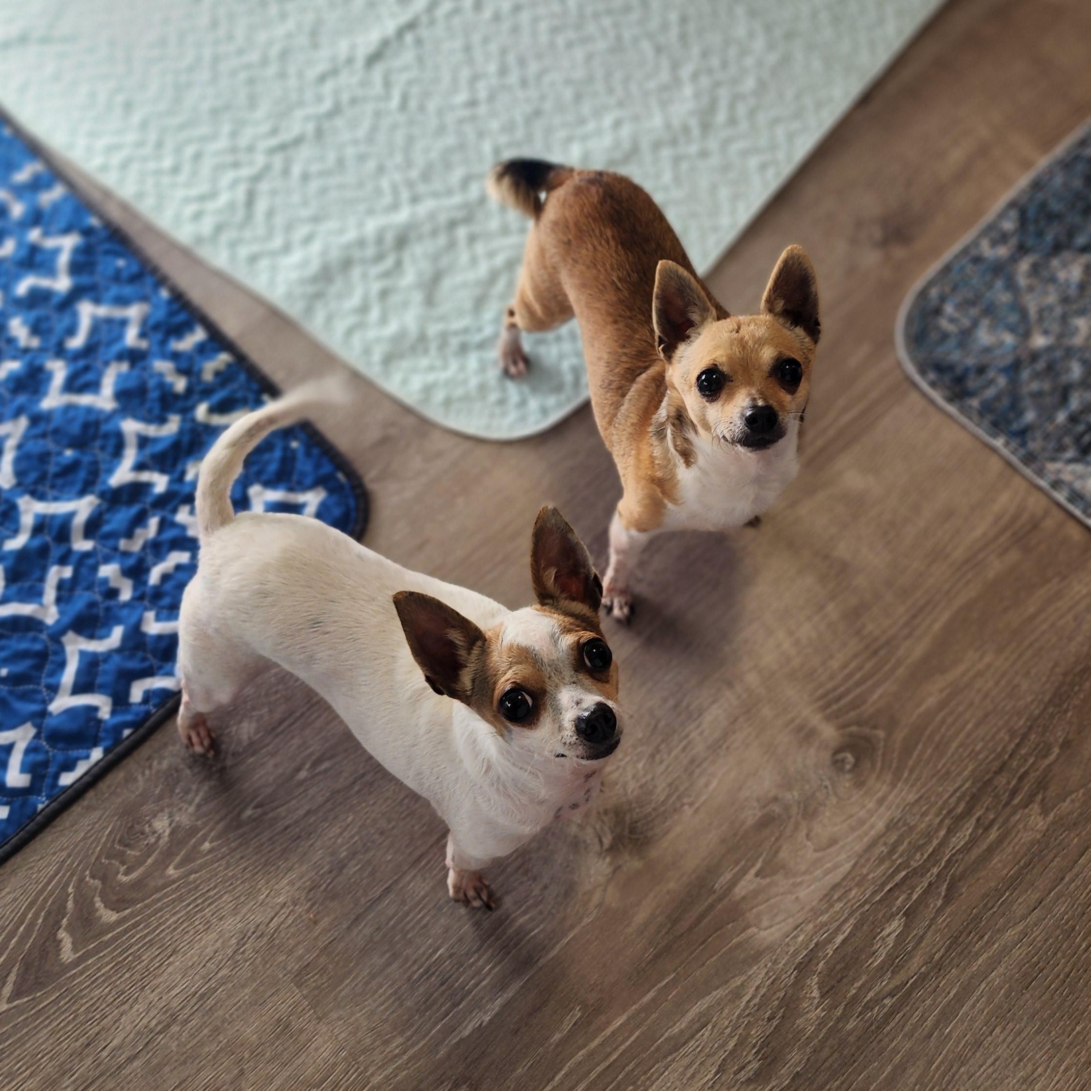 Fawn & Lily, ADOPTABLE, Adult Female Chihuahua.