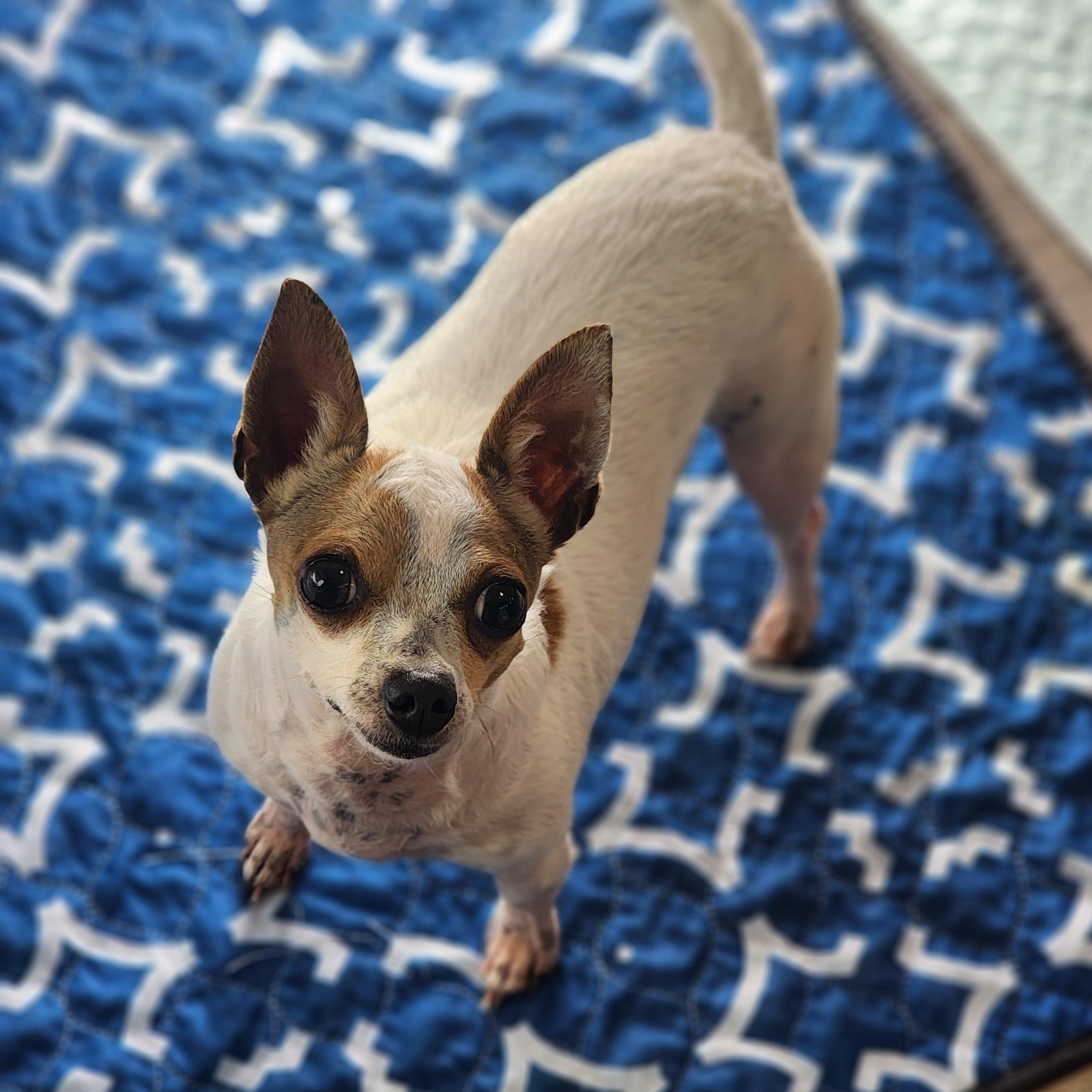 Enlarge Fawn & Lily, a ADOPTABLE Chihuahua in Lincoln, NE image 5/5