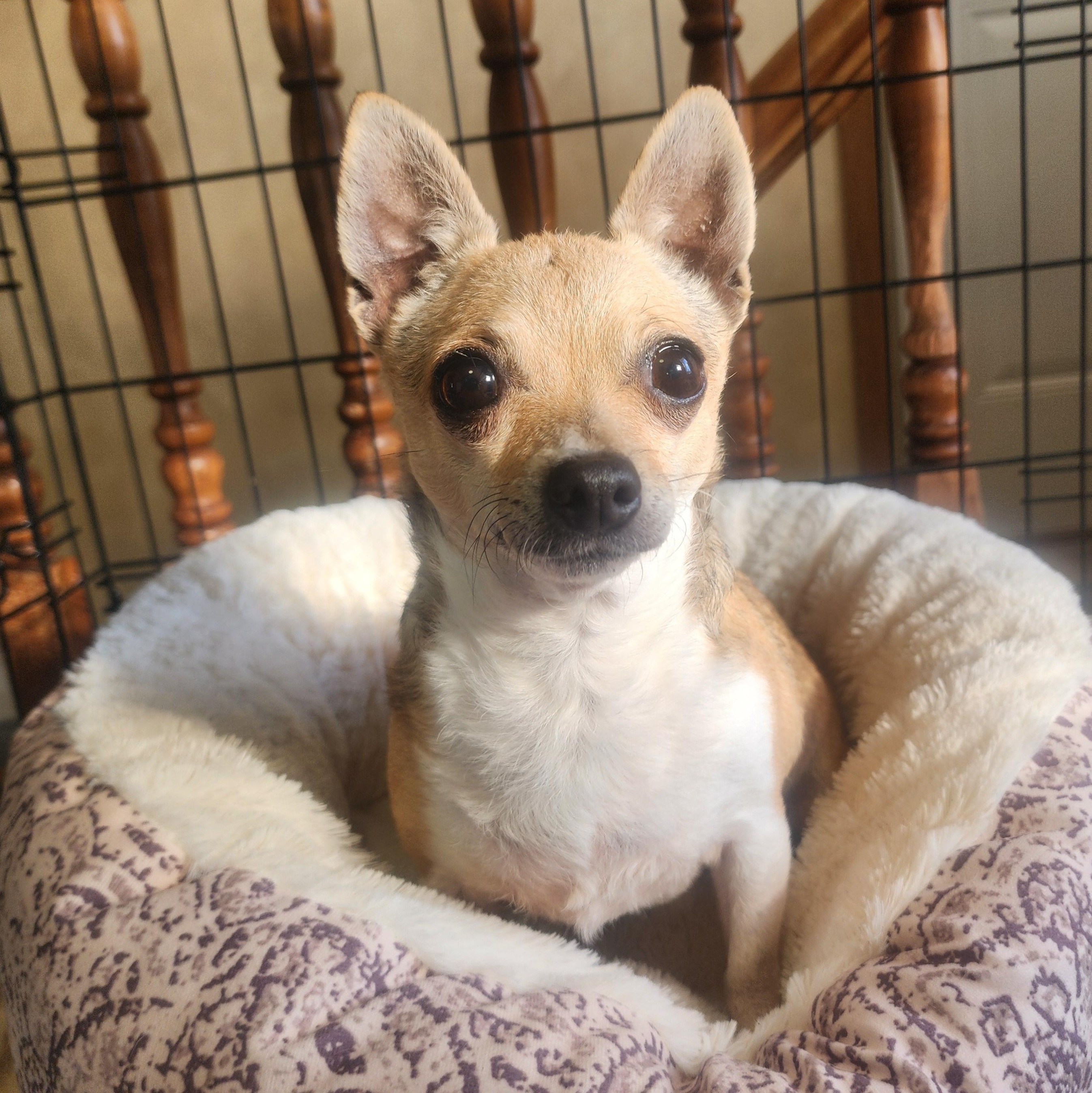 Enlarge Fawn & Lily, a ADOPTABLE Chihuahua in Lincoln, NE image 2/5