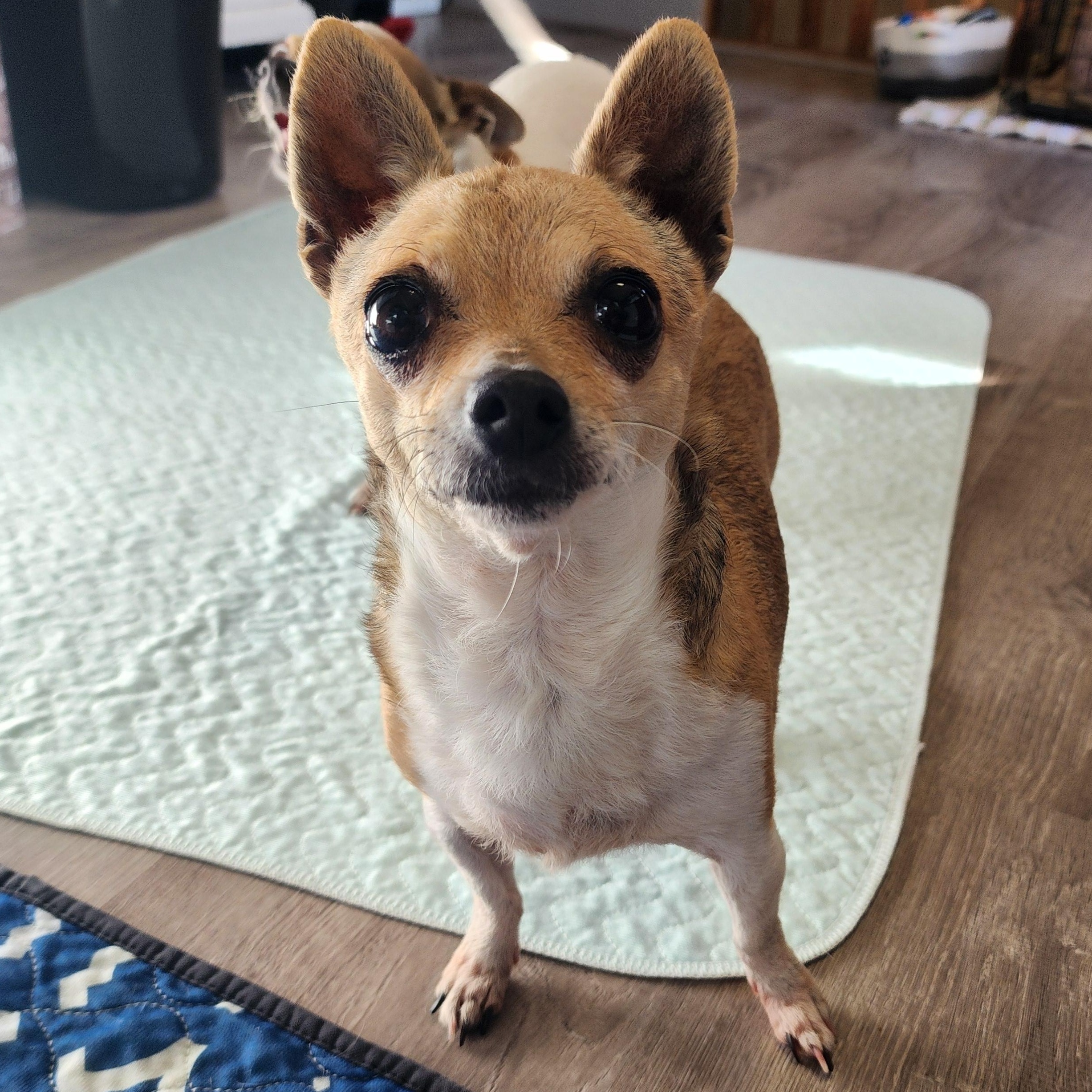 Enlarge Fawn & Lily, a ADOPTABLE Chihuahua in Lincoln, NE image 4/5