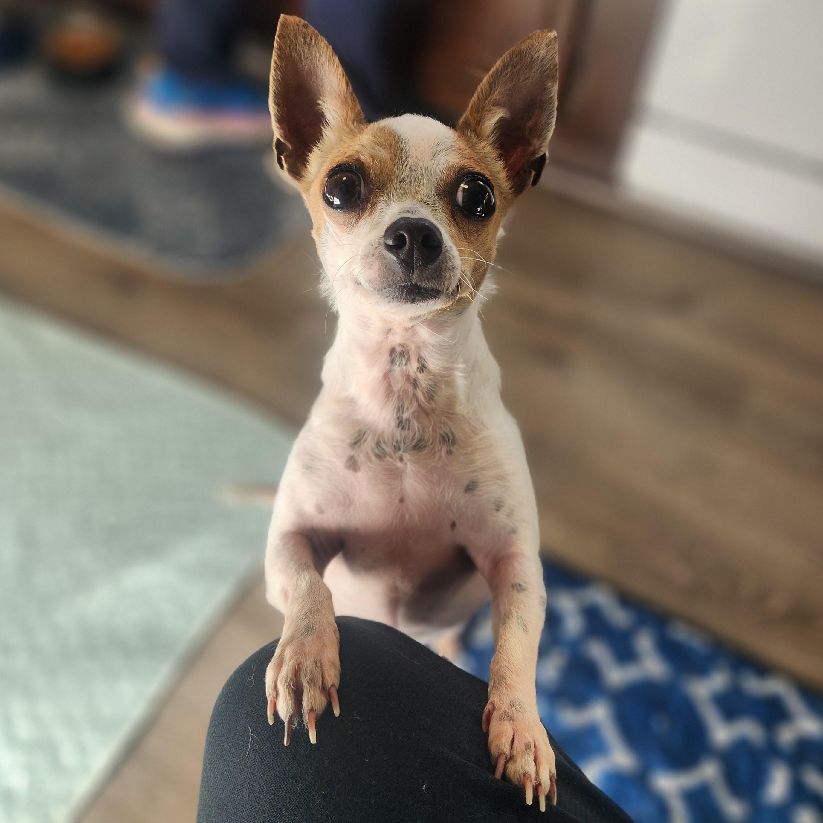 Enlarge Fawn & Lily, a ADOPTABLE Chihuahua in Lincoln, NE image 3/5