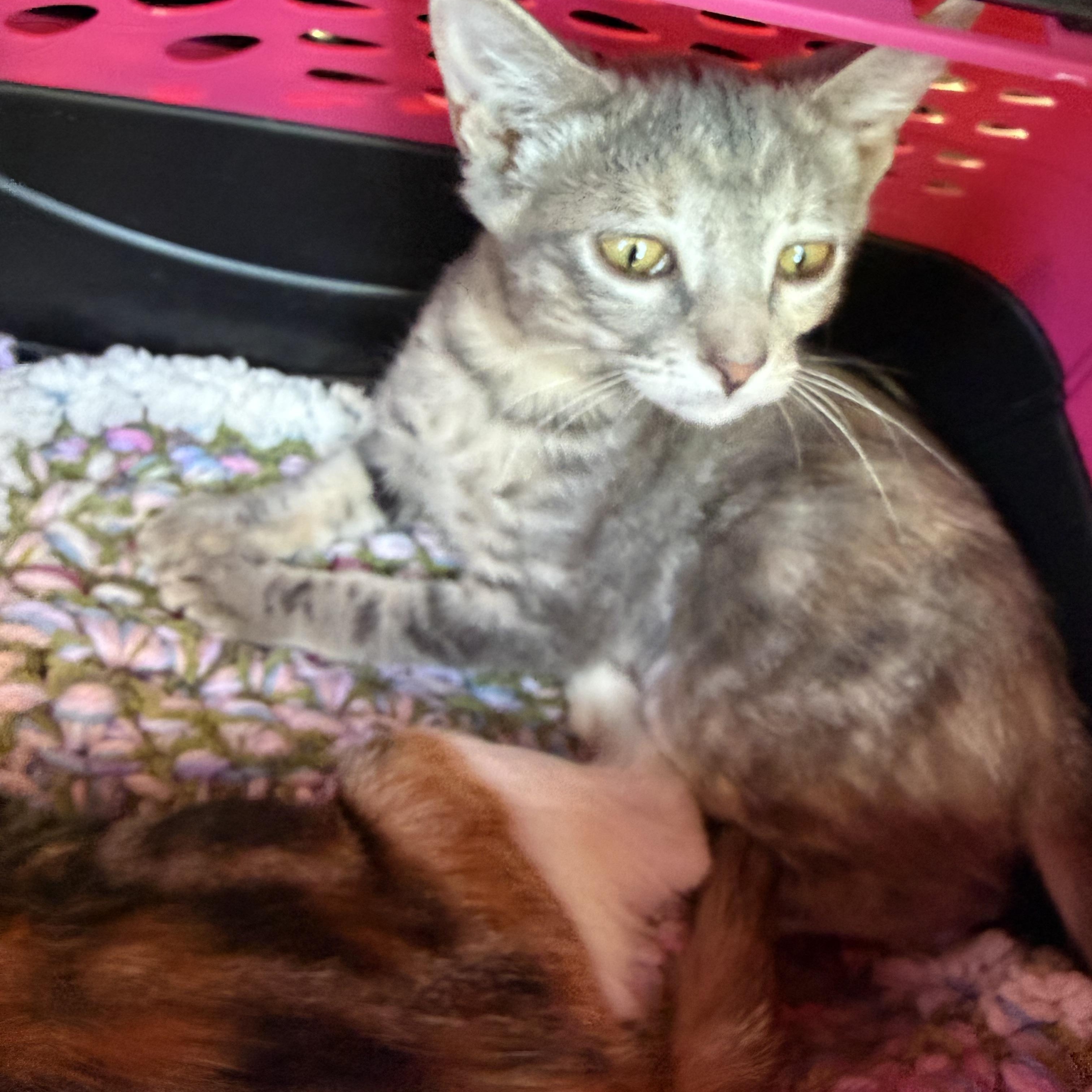 Hand Hugger, ADOPTABLE, Kitten Female Tabby.