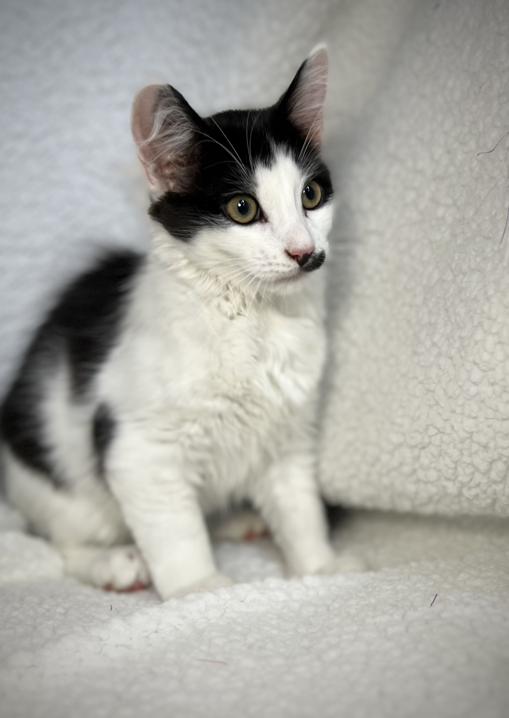 Stache, a Adoptable Domestic Long Hair in Greensboro, NC image 4/6