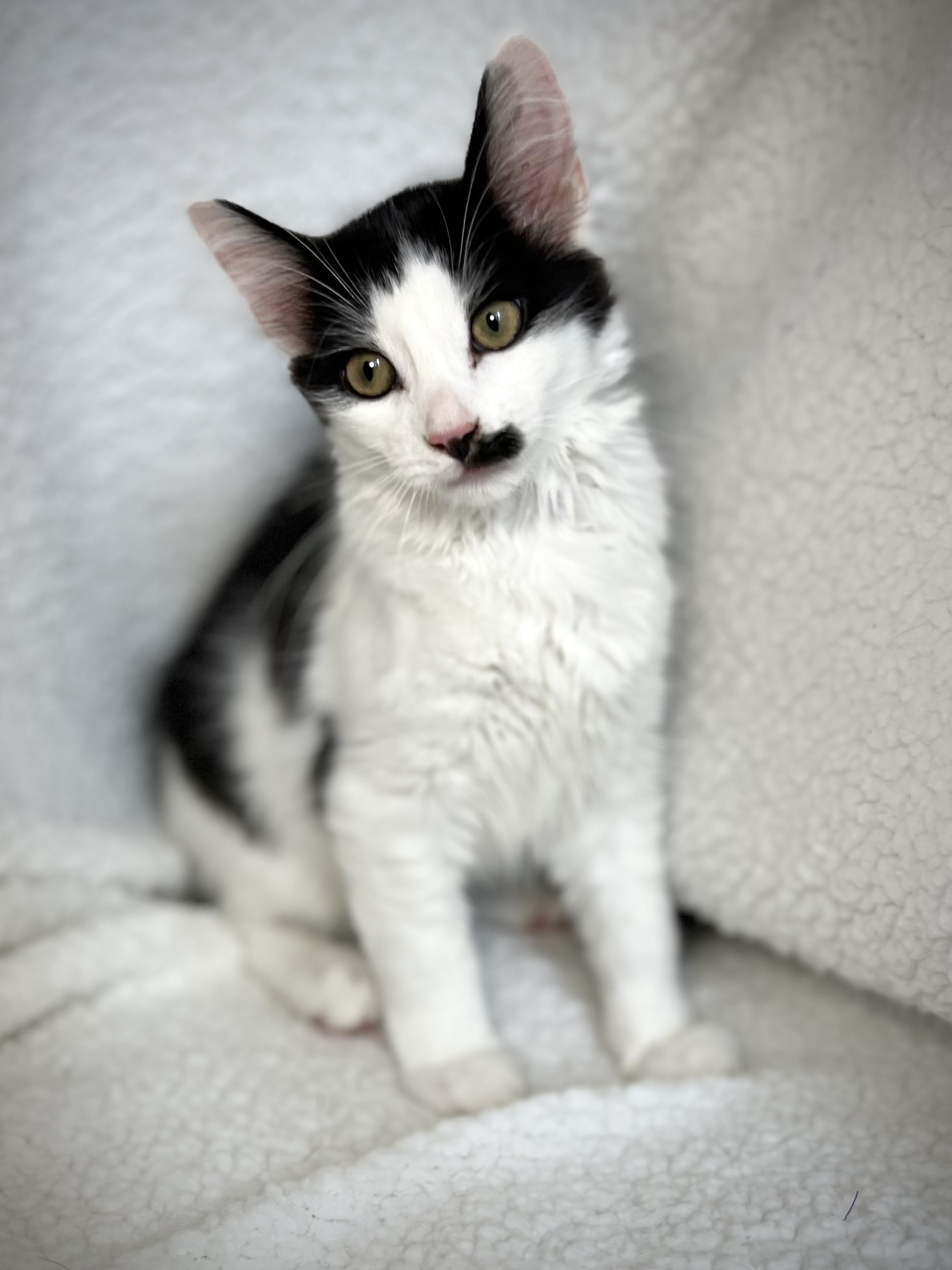 Stache, a Adoptable Domestic Long Hair in Greensboro, NC image 1/6