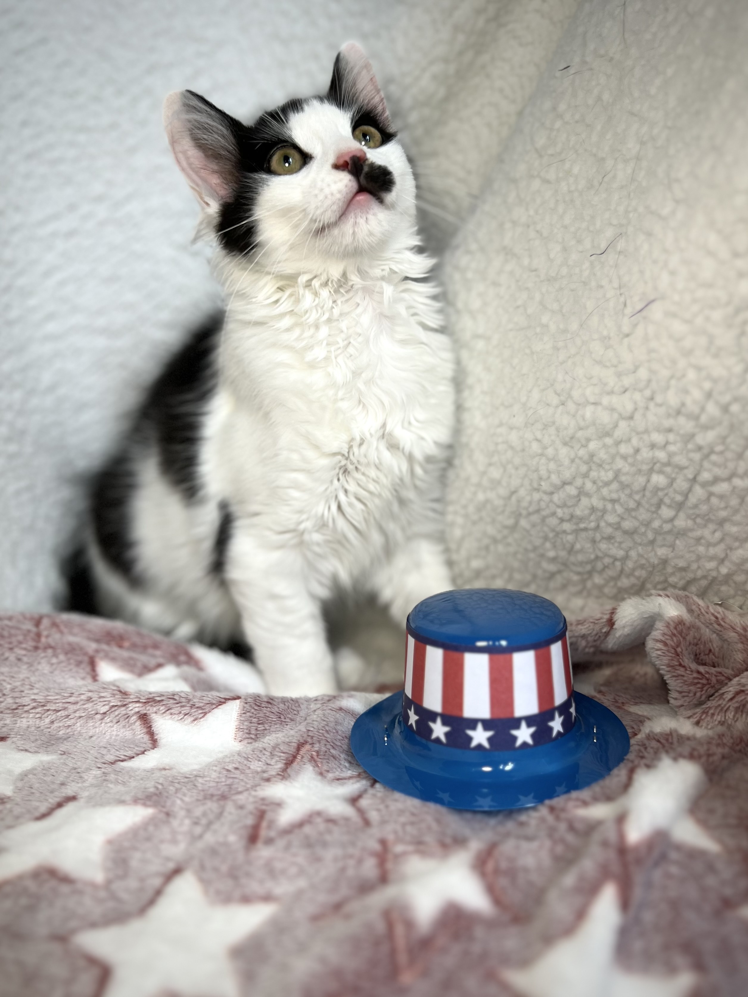 Stache, a Adoptable Domestic Long Hair in Greensboro, NC image 2/6