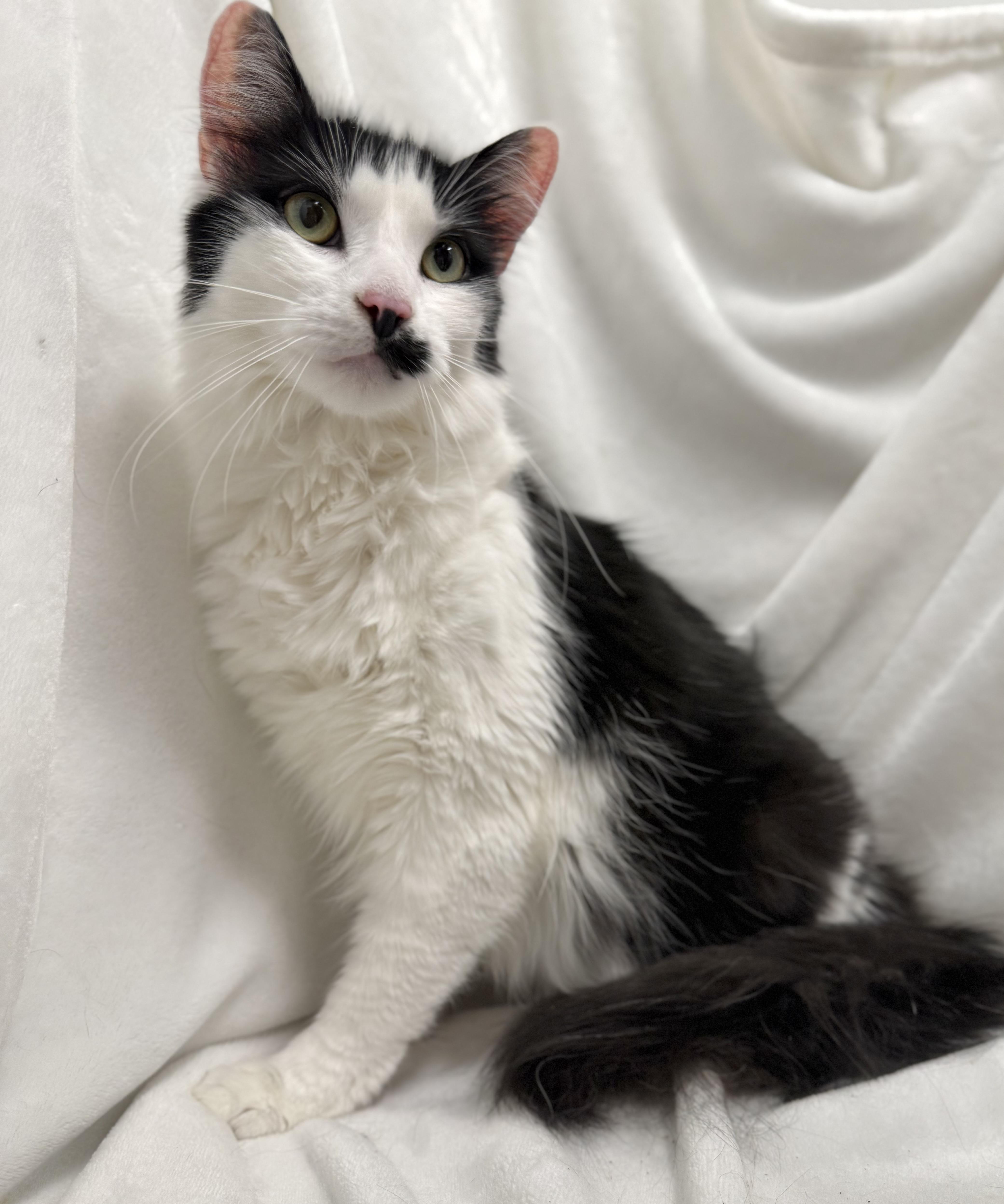Enlarge Stache, a Adoptable Domestic Long Hair in Greensboro, NC image 1/6