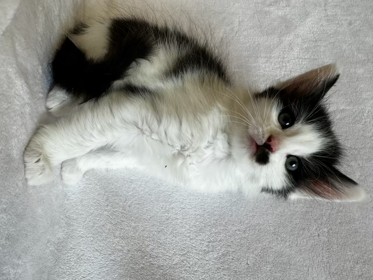 Stache, a Adoptable Domestic Long Hair in Greensboro, NC image 6/6