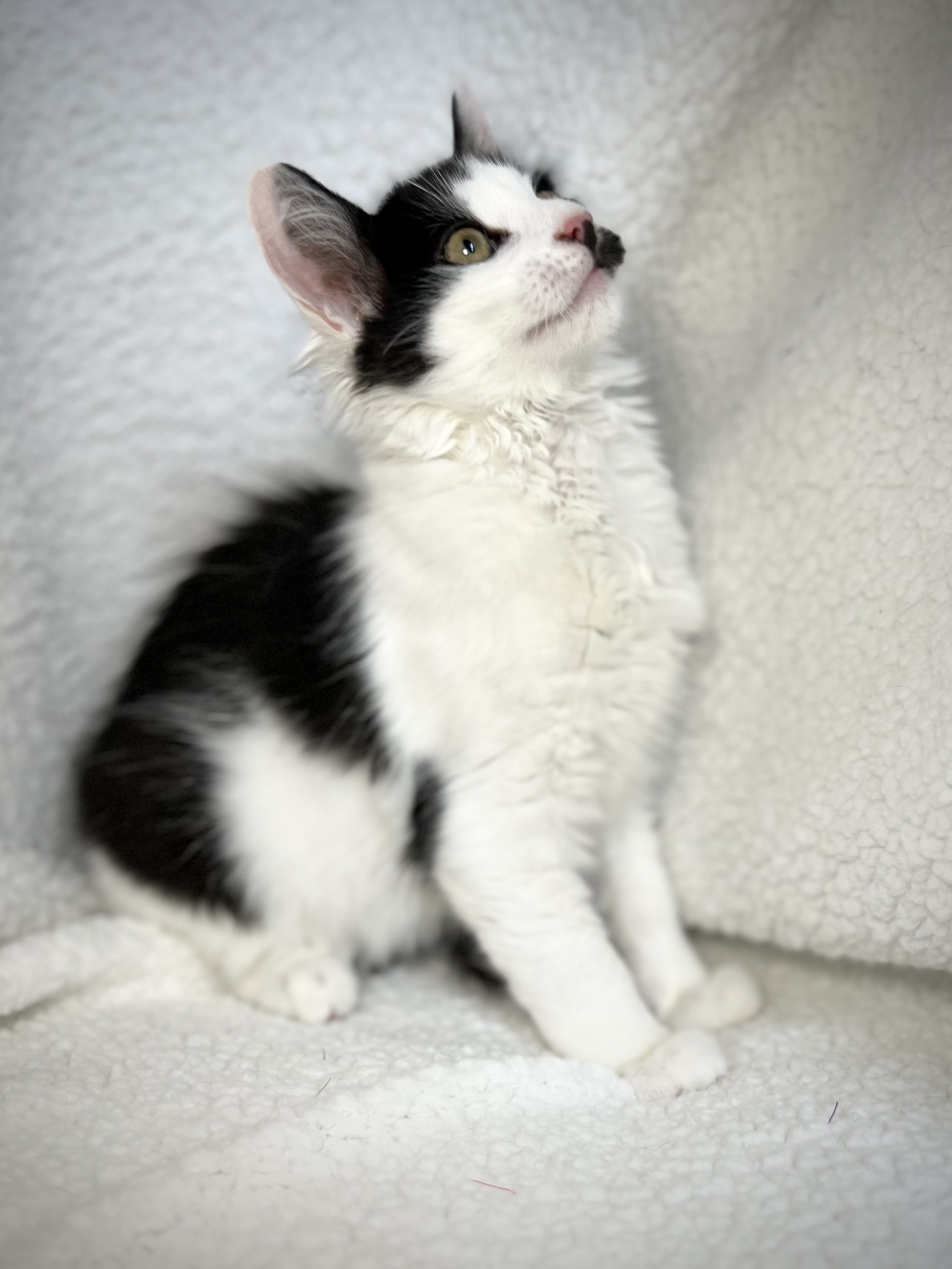 Stache, a Adoptable Domestic Long Hair in Greensboro, NC image 3/6