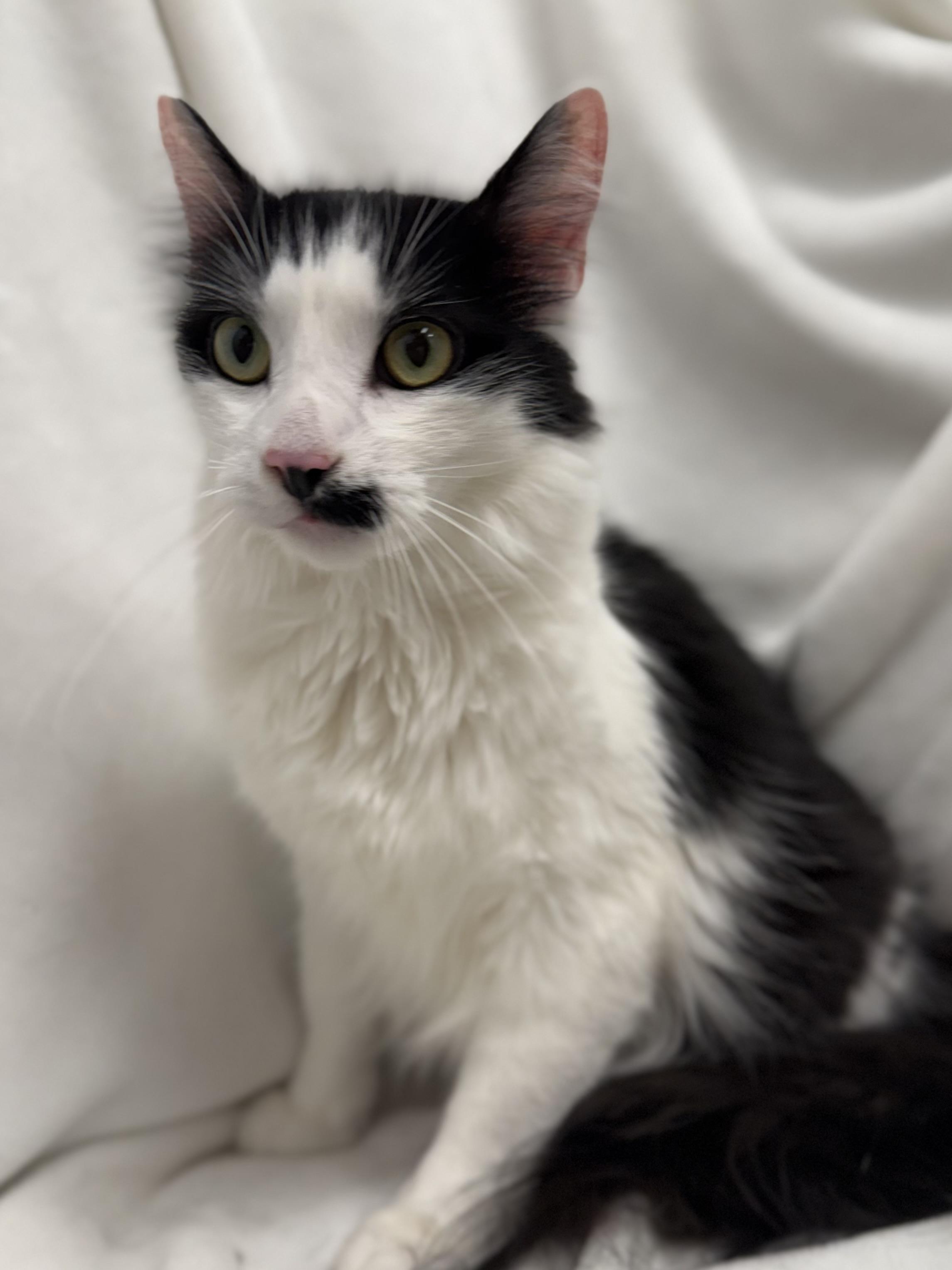 Enlarge Stache, a Adoptable Domestic Long Hair in Greensboro, NC image 2/6
