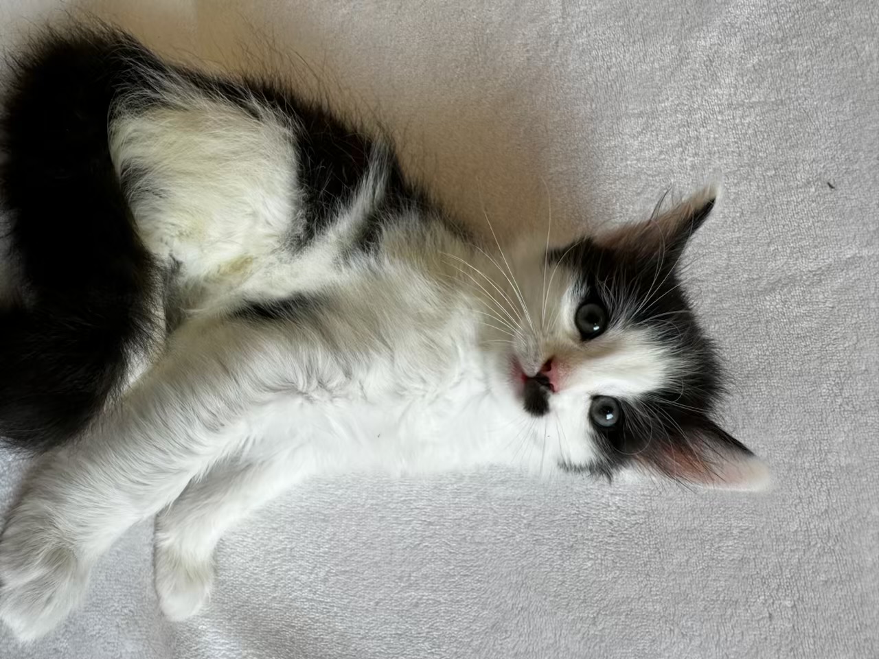 Stache, a Adoptable Domestic Long Hair in Greensboro, NC image 5/6